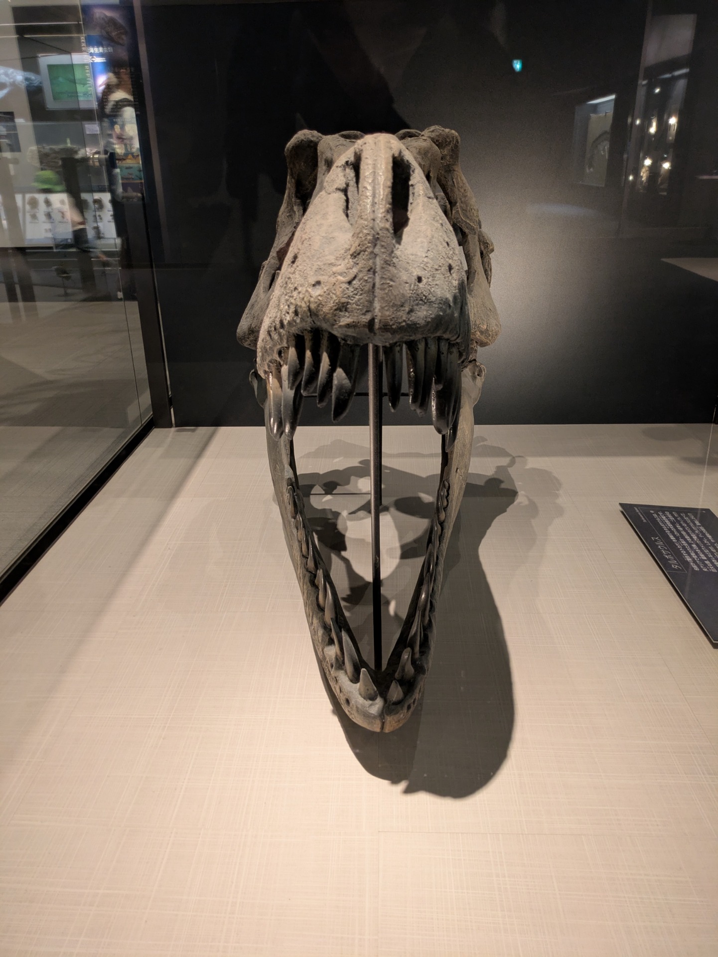 タルボサウルス / 撮影地: のんほいパーク（豊橋総合動植物公園）の写真