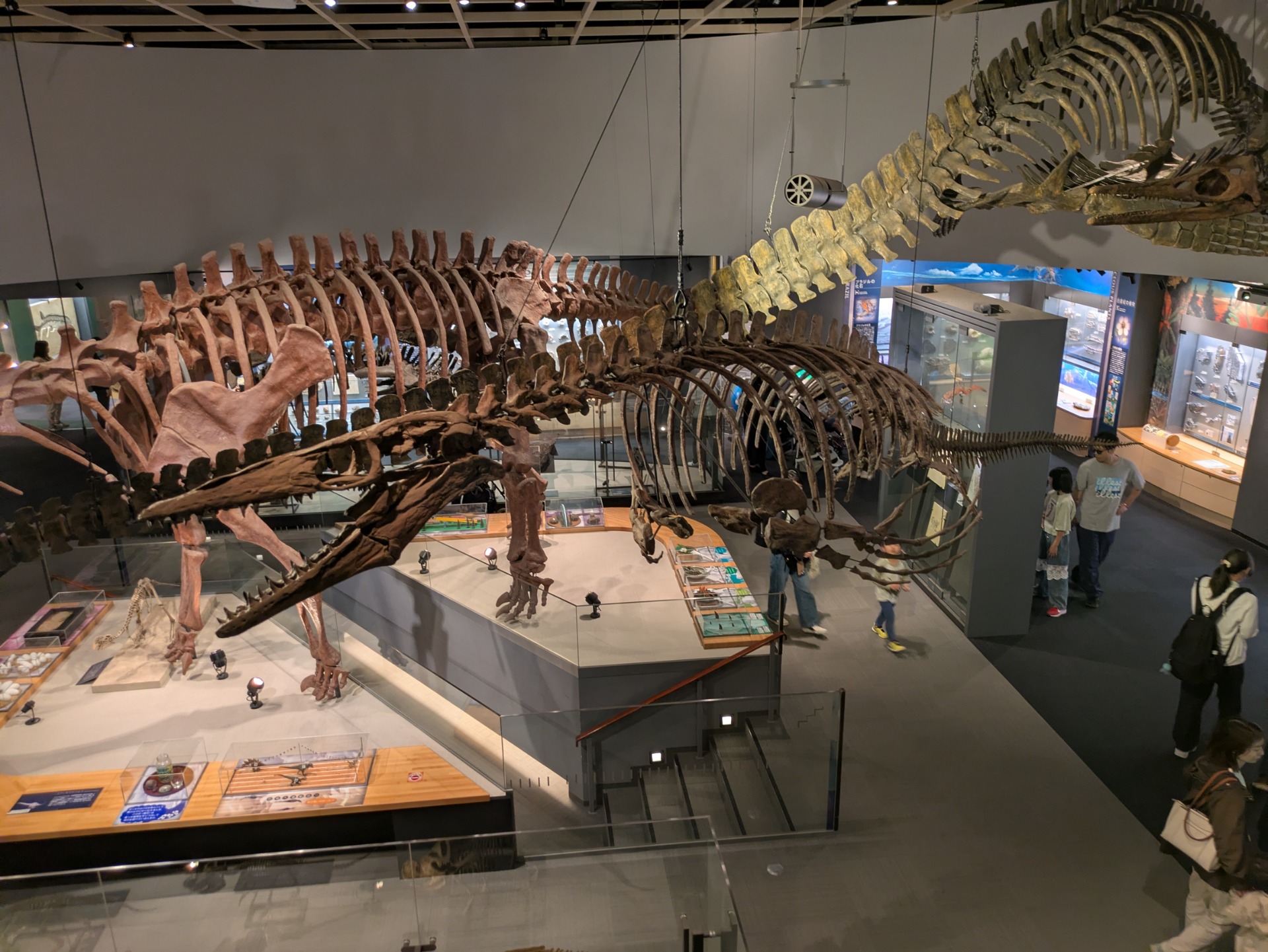 プラテカルプス / 撮影地: のんほいパーク（豊橋総合動植物公園）の写真