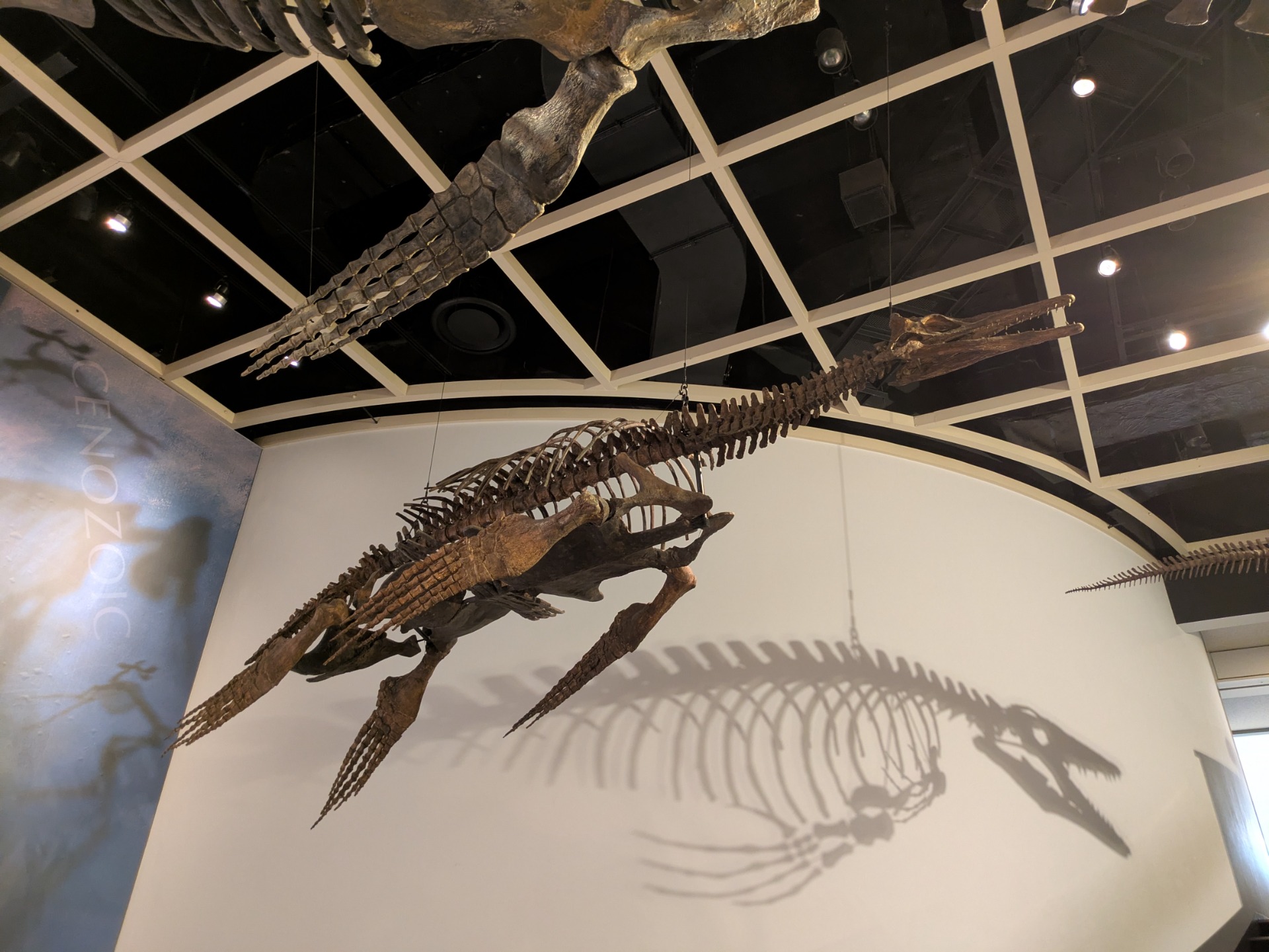 ドリコリンコプス / 撮影地: のんほいパーク（豊橋総合動植物公園）の写真