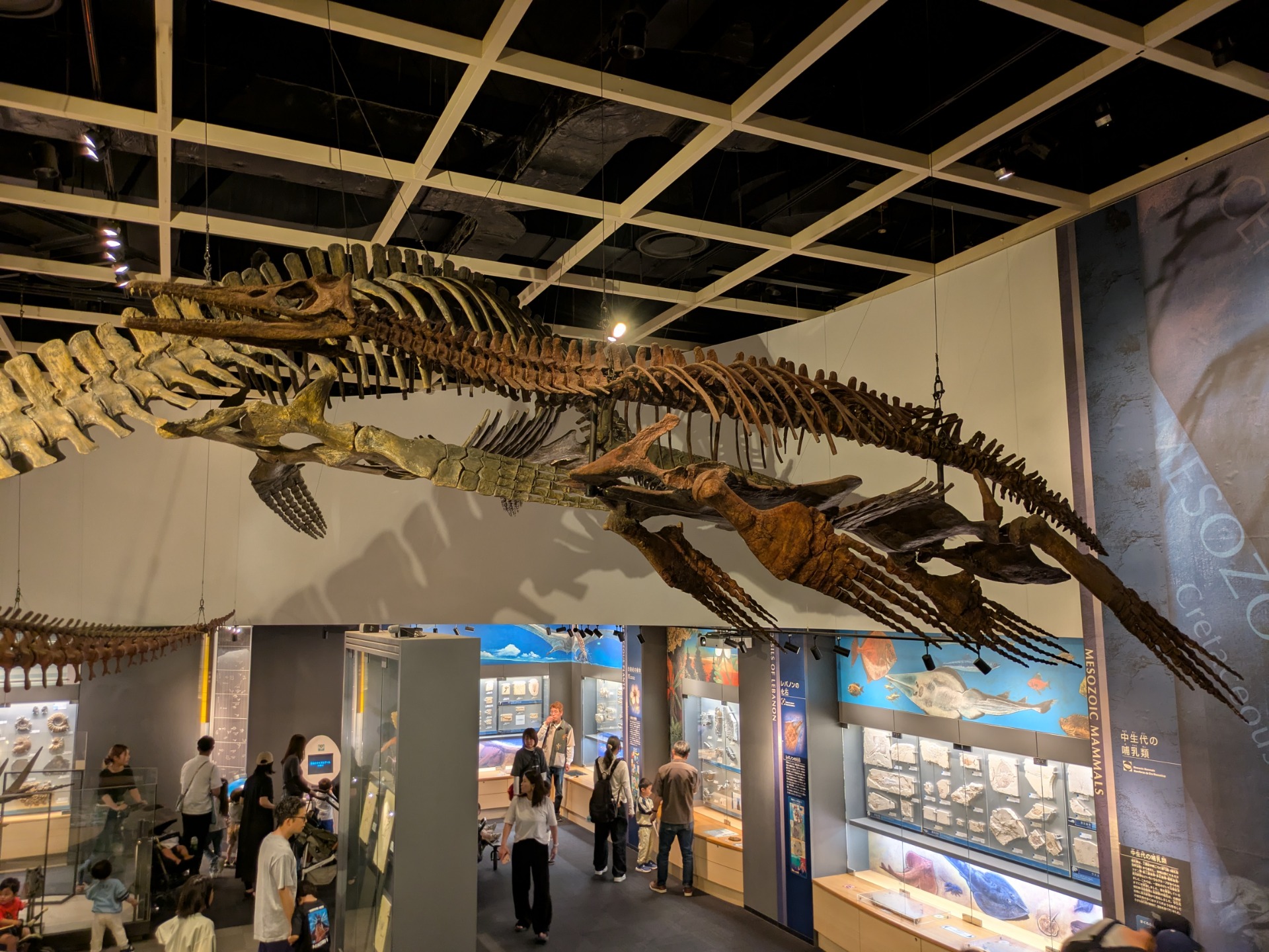 ドリコリンコプス / 撮影地: のんほいパーク（豊橋総合動植物公園）の写真