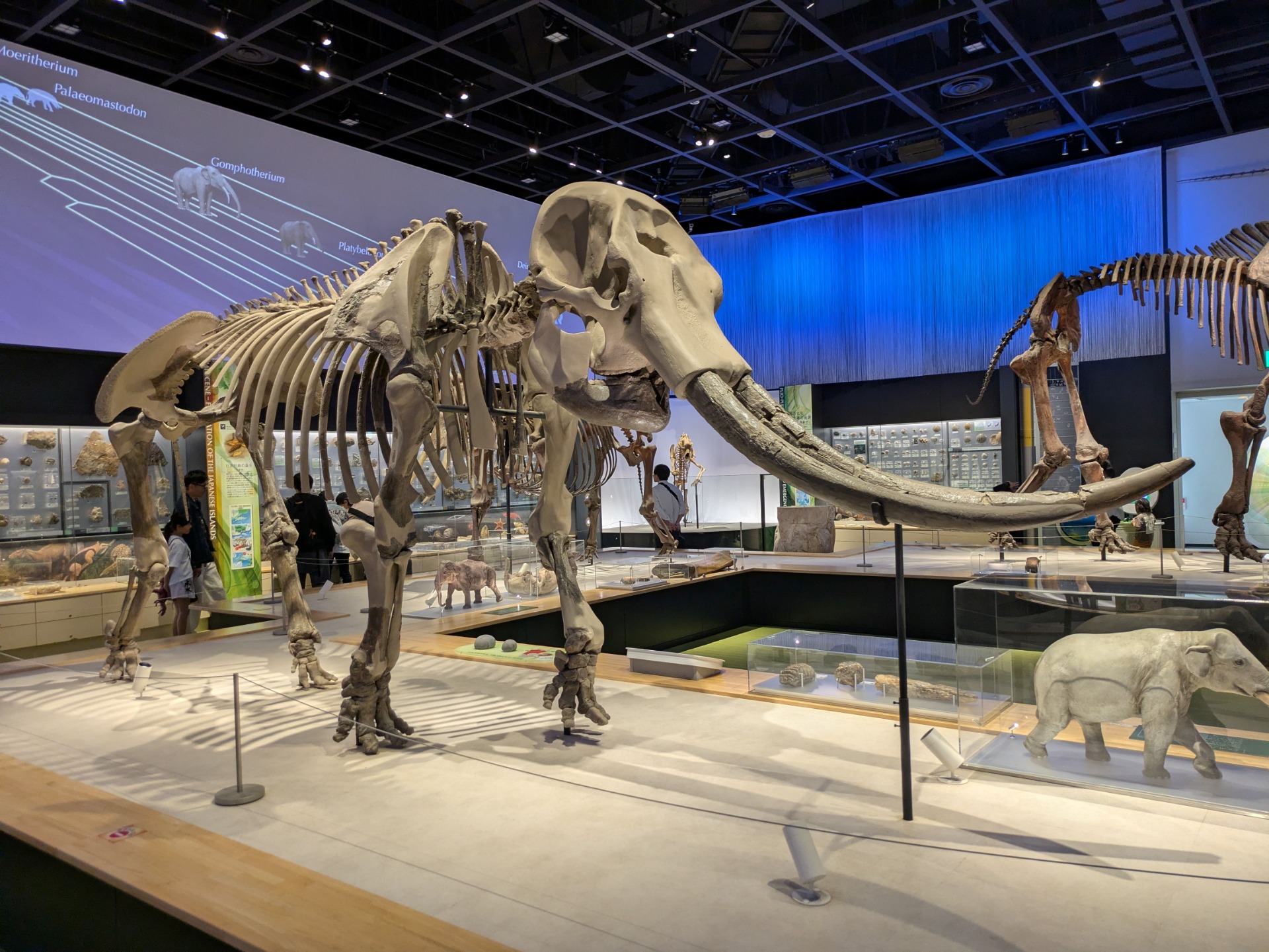 ナウマンゾウ / 撮影地: のんほいパーク（豊橋総合動植物公園）の写真