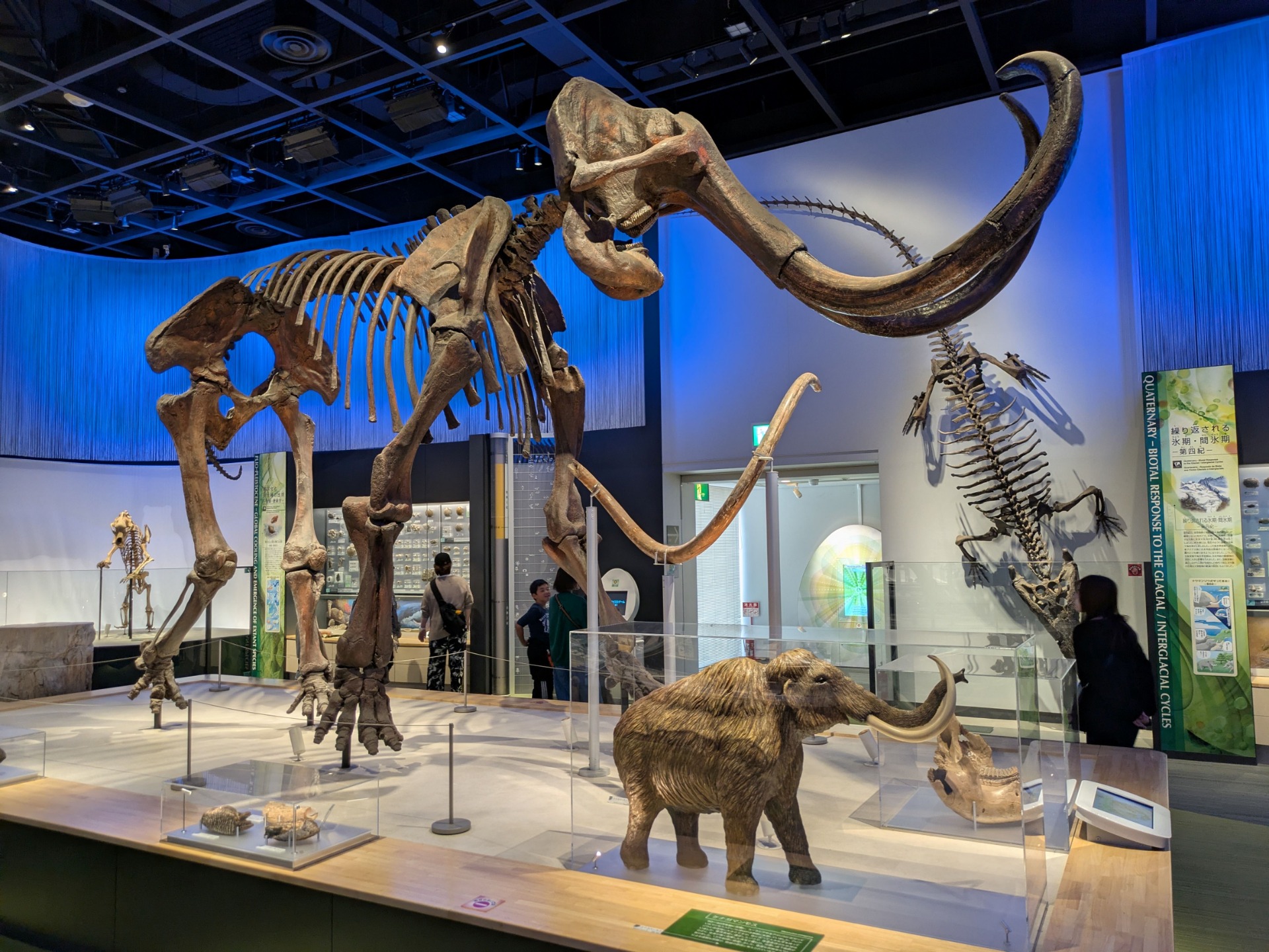 ケナガマンモス / 撮影地: のんほいパーク（豊橋総合動植物公園）の写真
