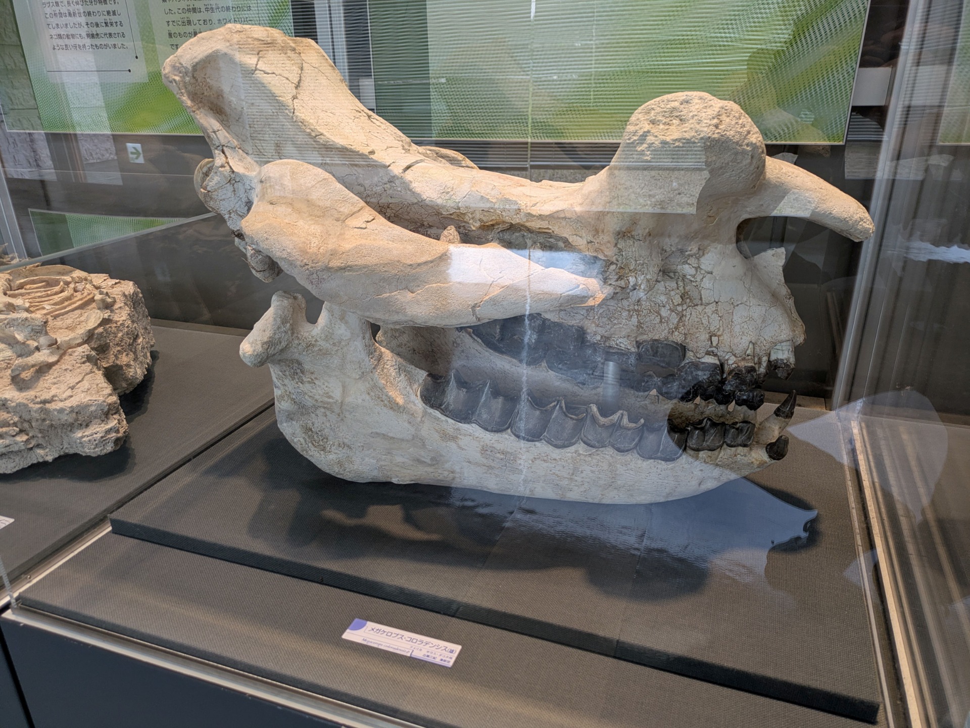 メガセロプス / 撮影地: のんほいパーク（豊橋総合動植物公園）の写真