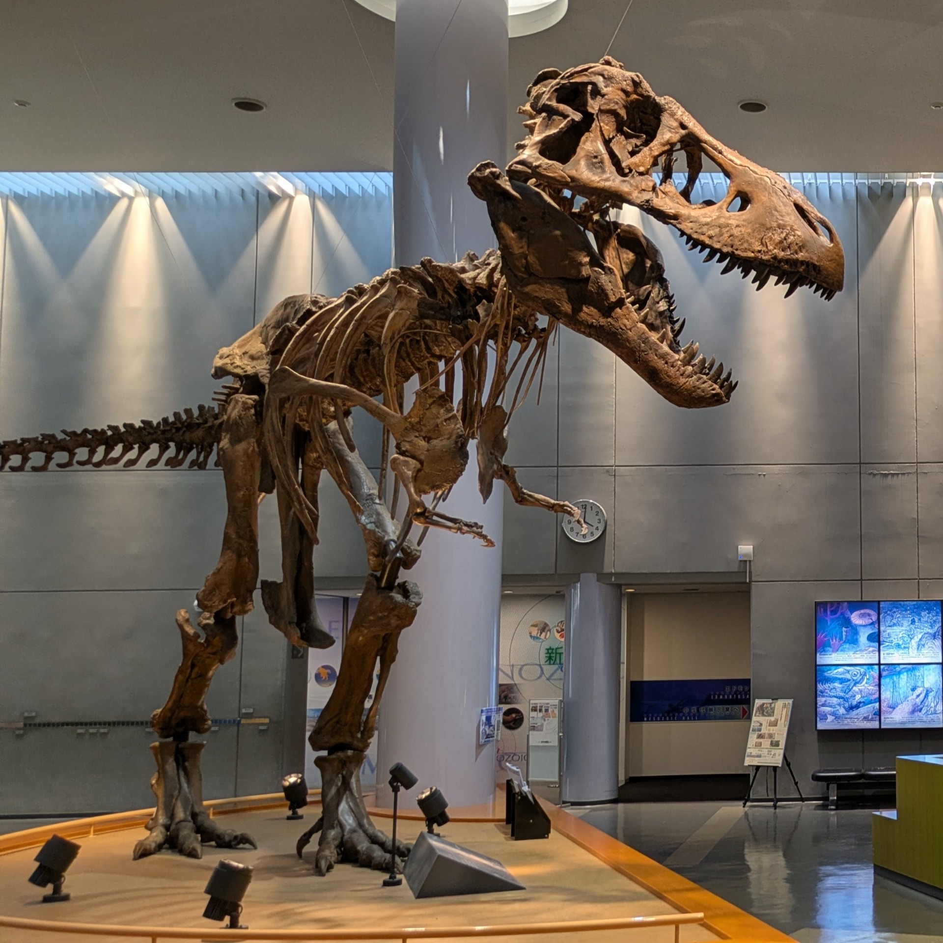 ティラノサウルス / 撮影地: のんほいパーク（豊橋総合動植物公園）の写真