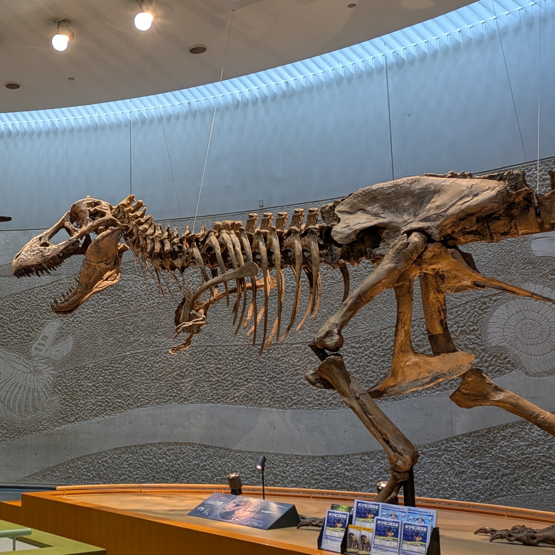 ティラノサウルス / 撮影地: のんほいパーク（豊橋総合動植物公園）の写真