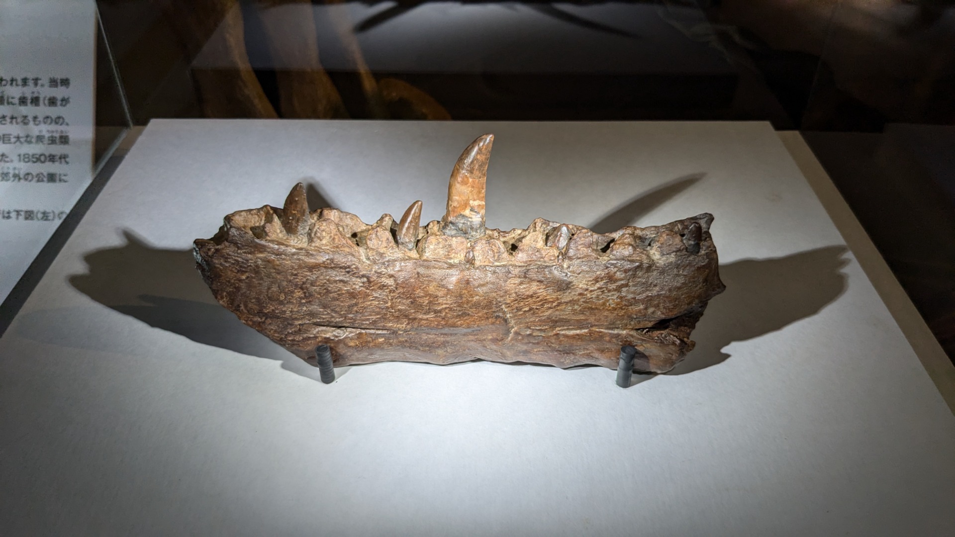 メガロサウルス / イベント: 巨大恐竜展の写真