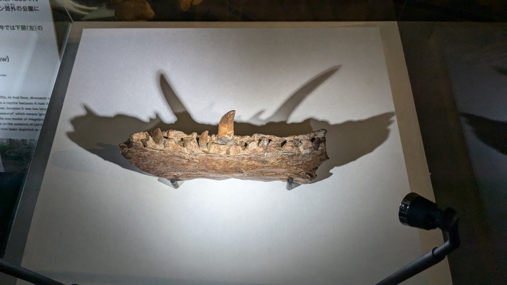 メガロサウルス / イベント: 巨大恐竜展の写真