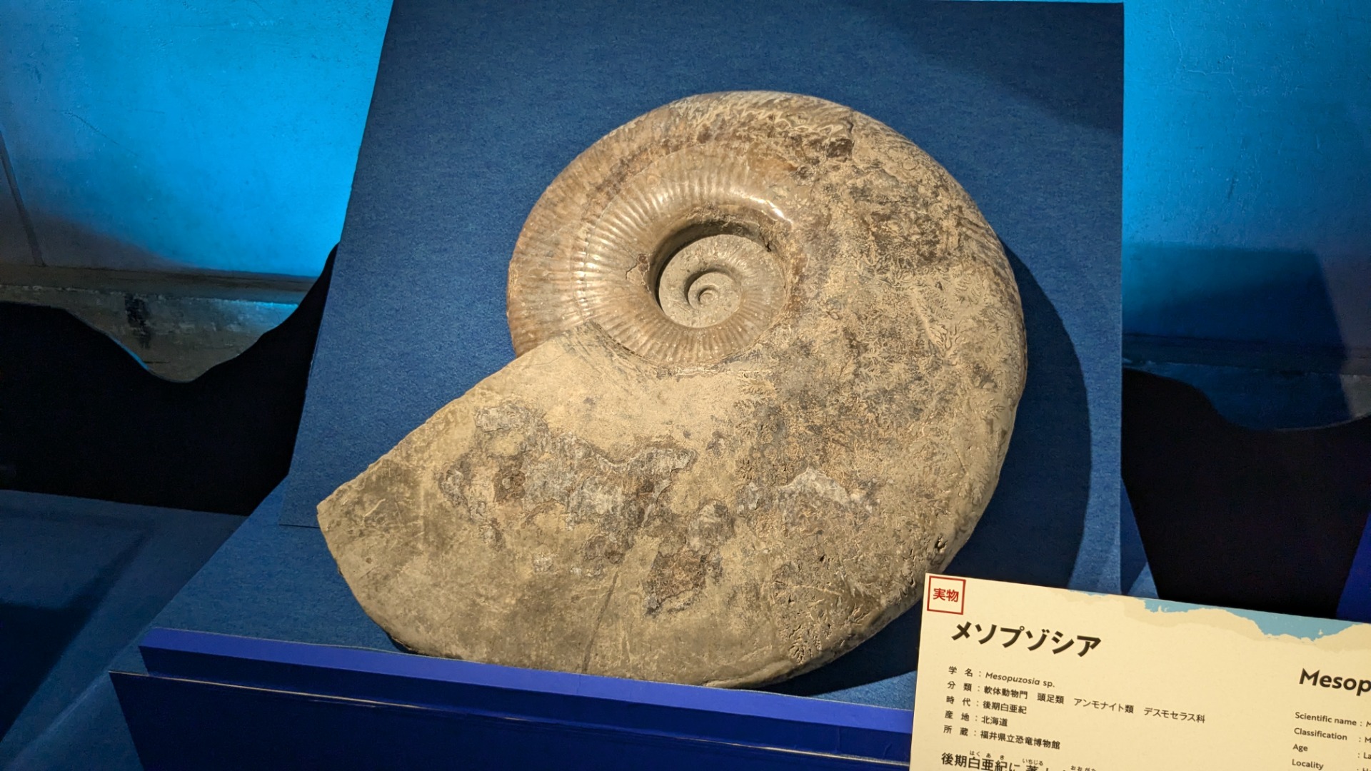 メソプゾシア / イベント: 巨大恐竜展の写真