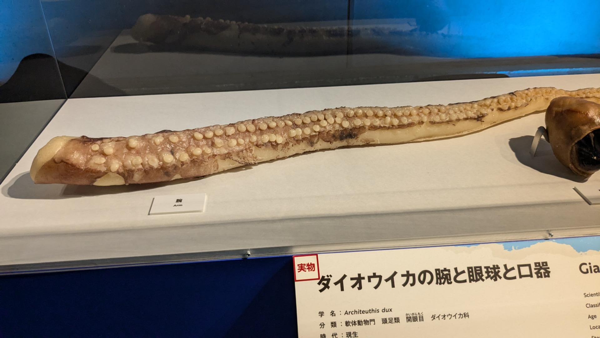 ダイオウイカ / イベント: 巨大恐竜展の写真