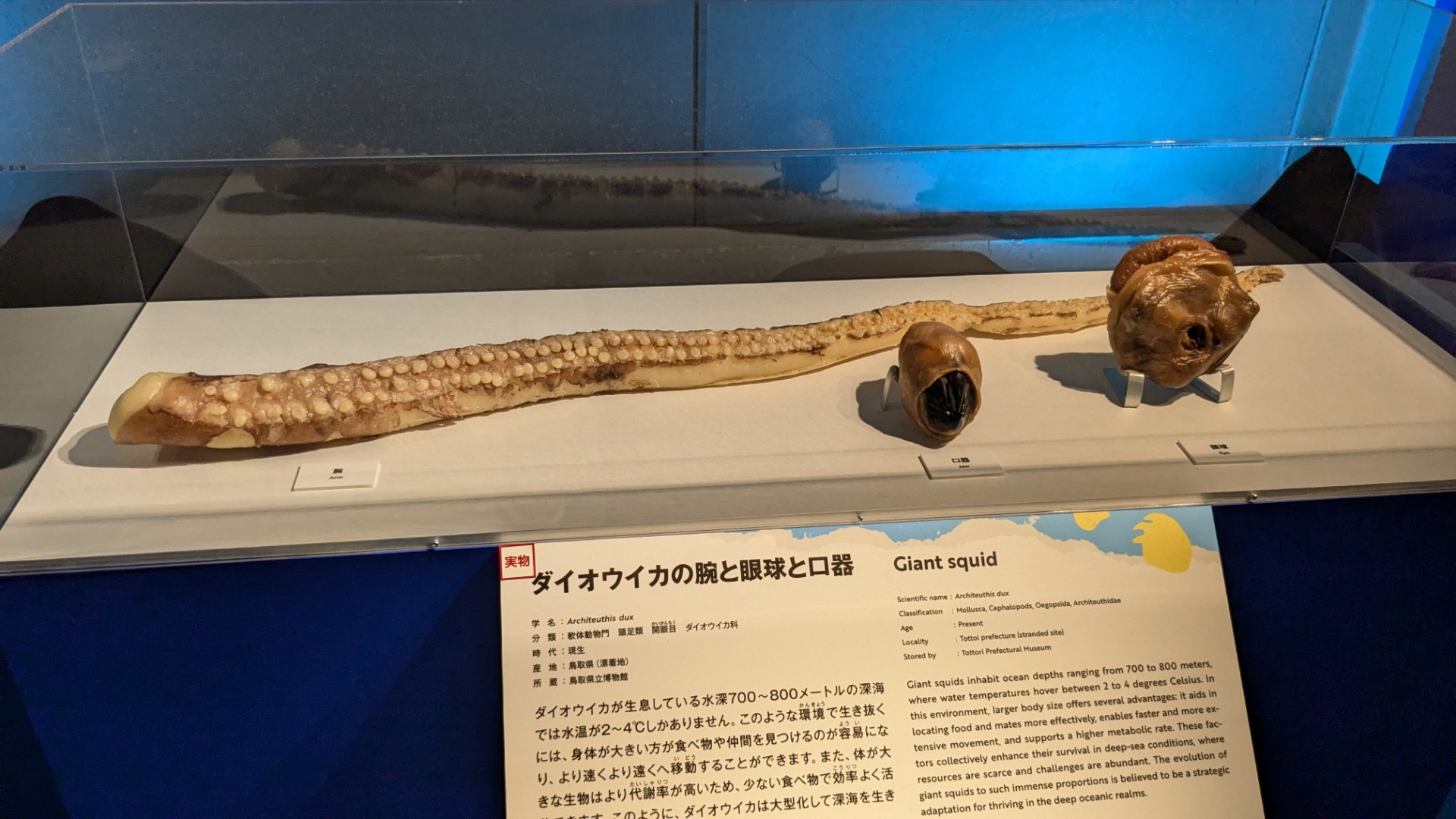 ダイオウイカ / イベント: 巨大恐竜展の写真