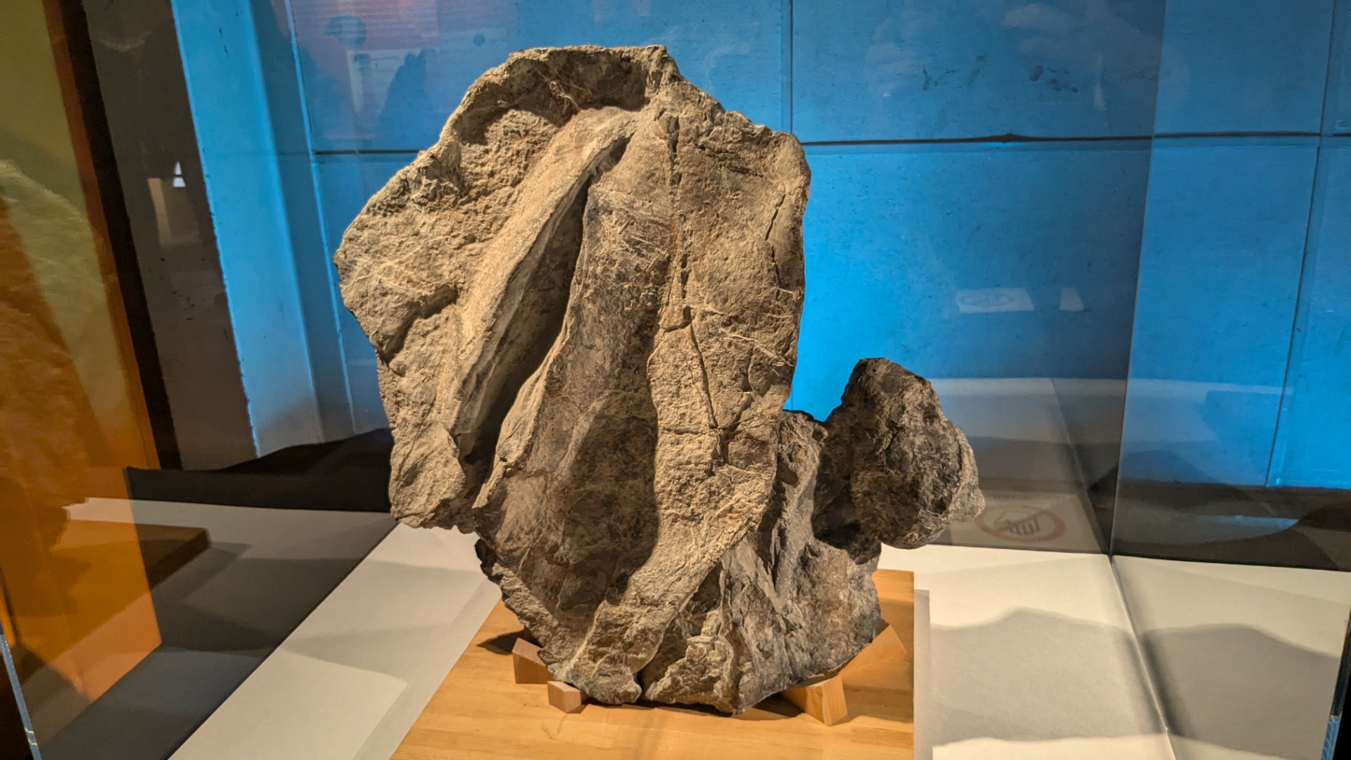 アラトコンカ科 / イベント: 巨大恐竜展の写真