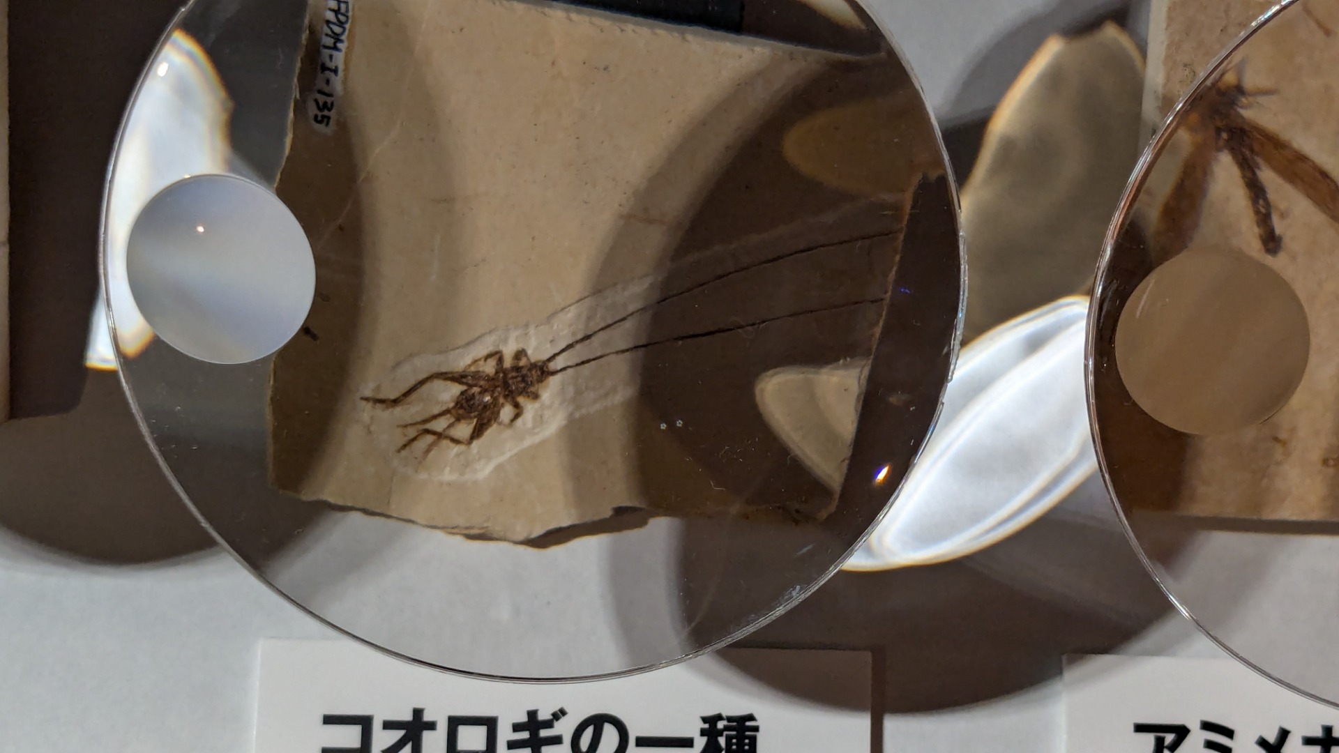 コオロギ / イベント: 巨大恐竜展の写真