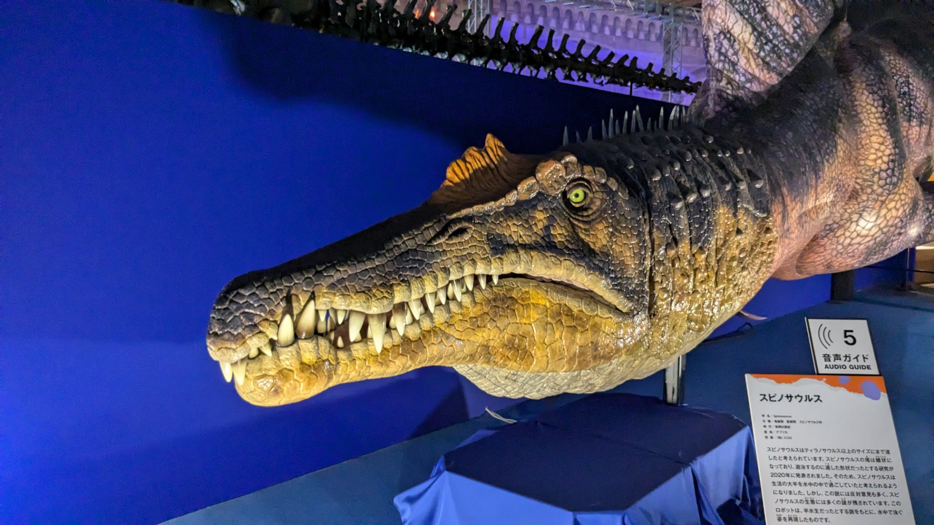 スピノサウルス / イベント: 巨大恐竜展の写真