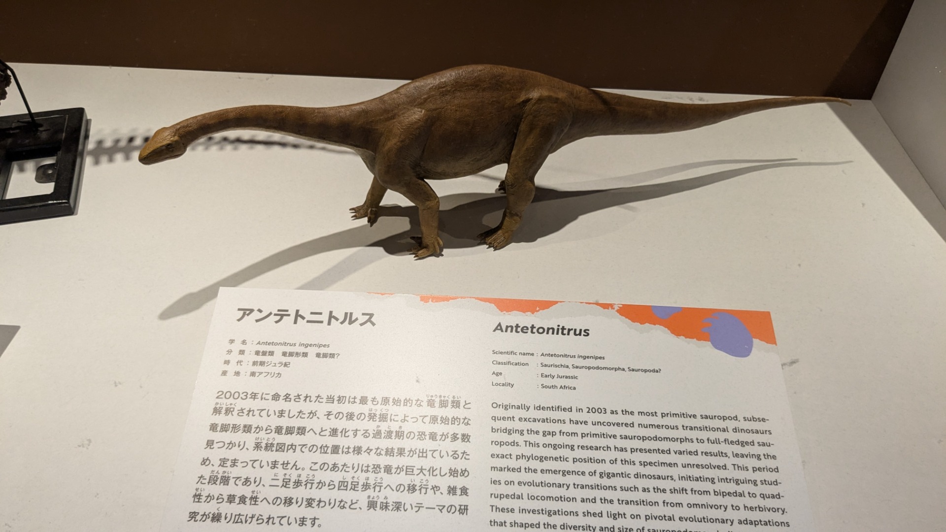 アンテトニトルス / イベント: 巨大恐竜展の写真