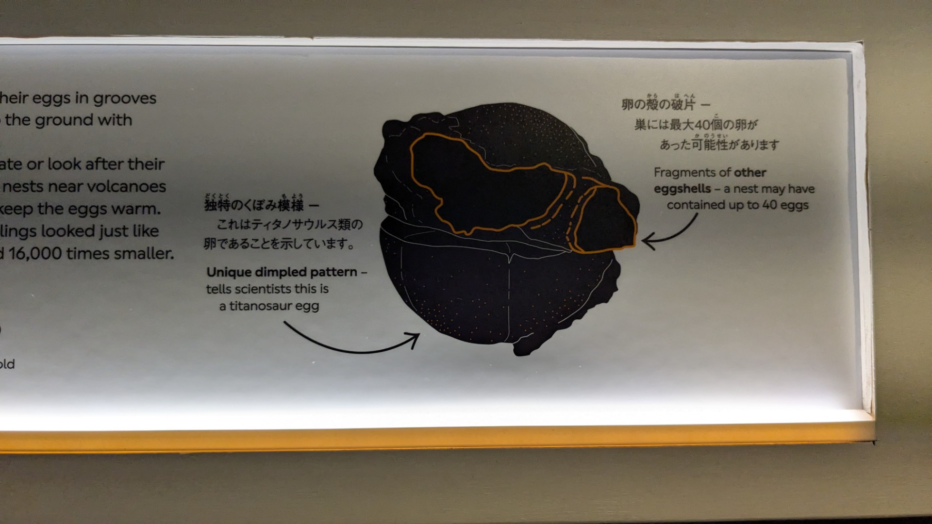 竜脚類 / イベント: 巨大恐竜展の写真