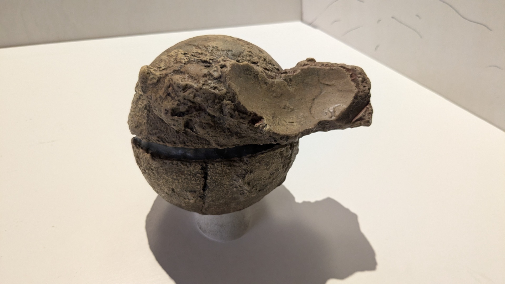 竜脚類 / イベント: 巨大恐竜展の写真