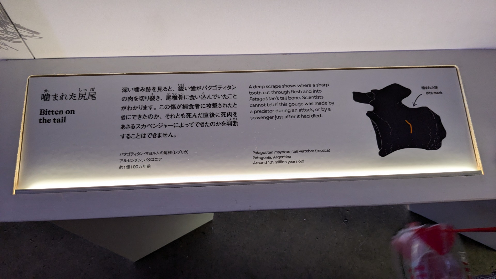 パタゴティタン / イベント: 巨大恐竜展の写真