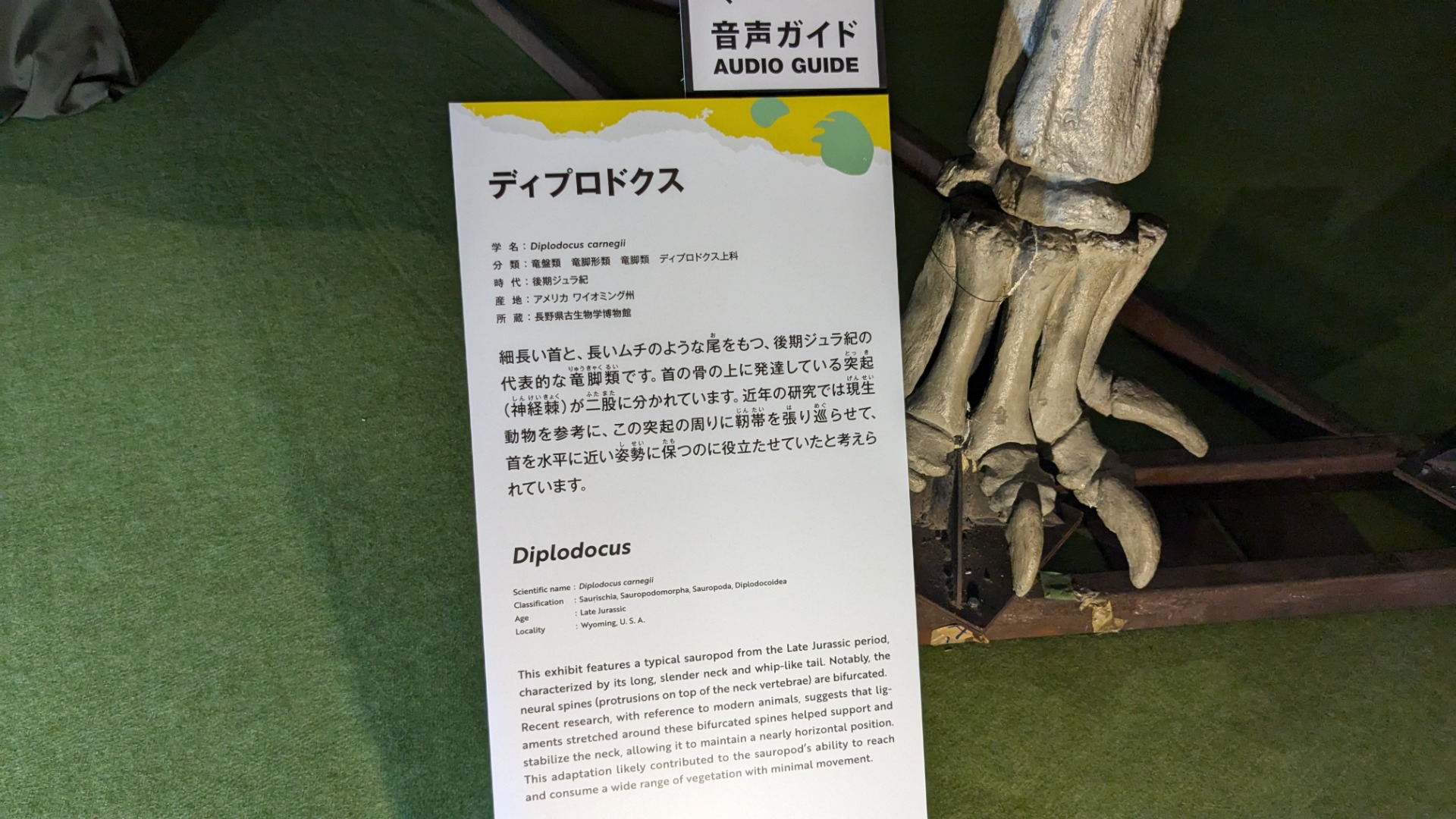 ディプロドクス / イベント: 巨大恐竜展の写真
