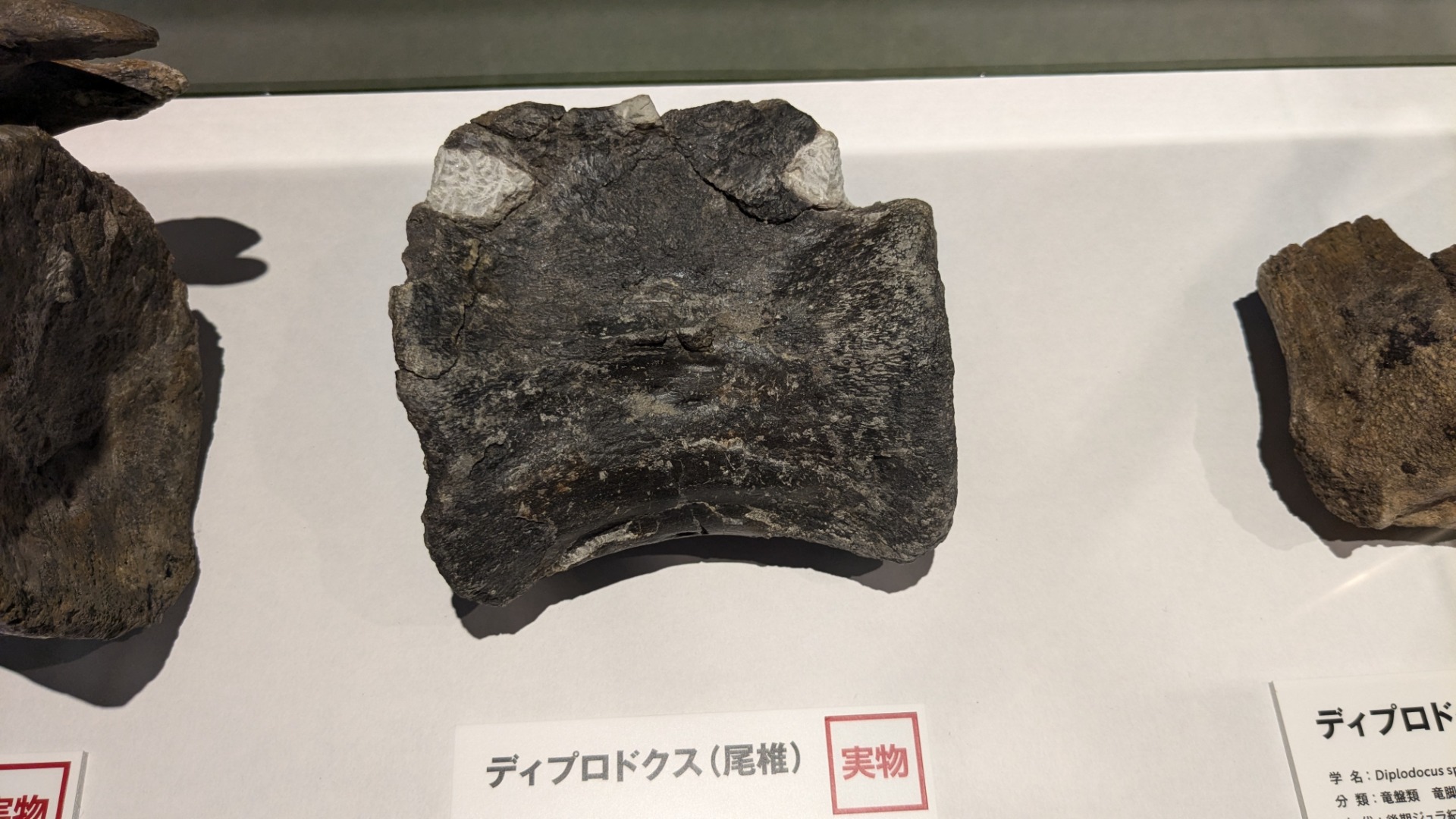 ディプロドクス / イベント: 巨大恐竜展の写真
