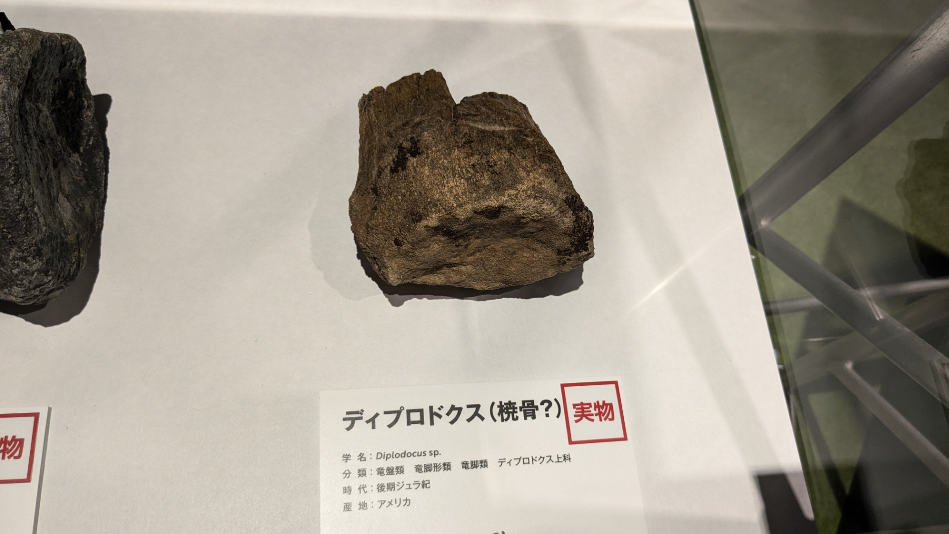 ディプロドクス / イベント: 巨大恐竜展の写真