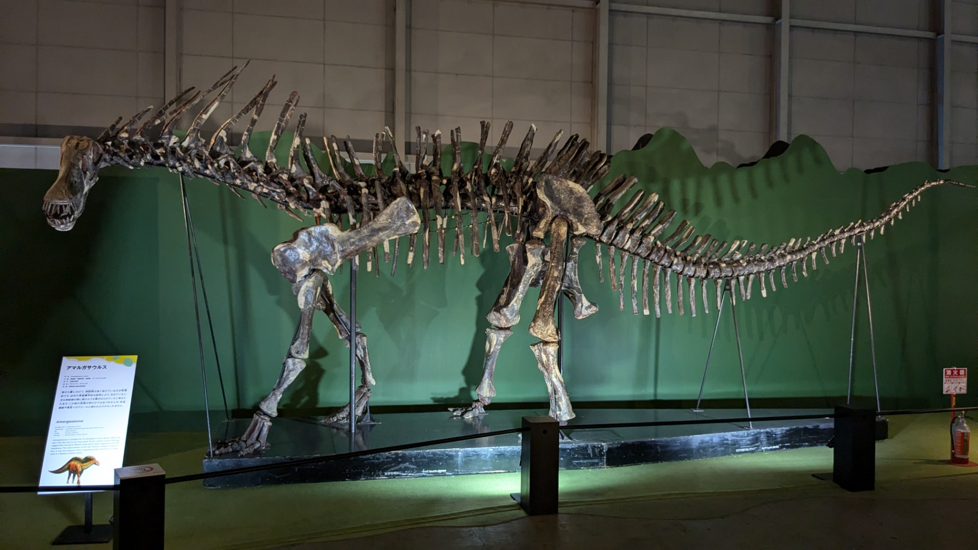 アマルガサウルス / イベント: 巨大恐竜展の写真