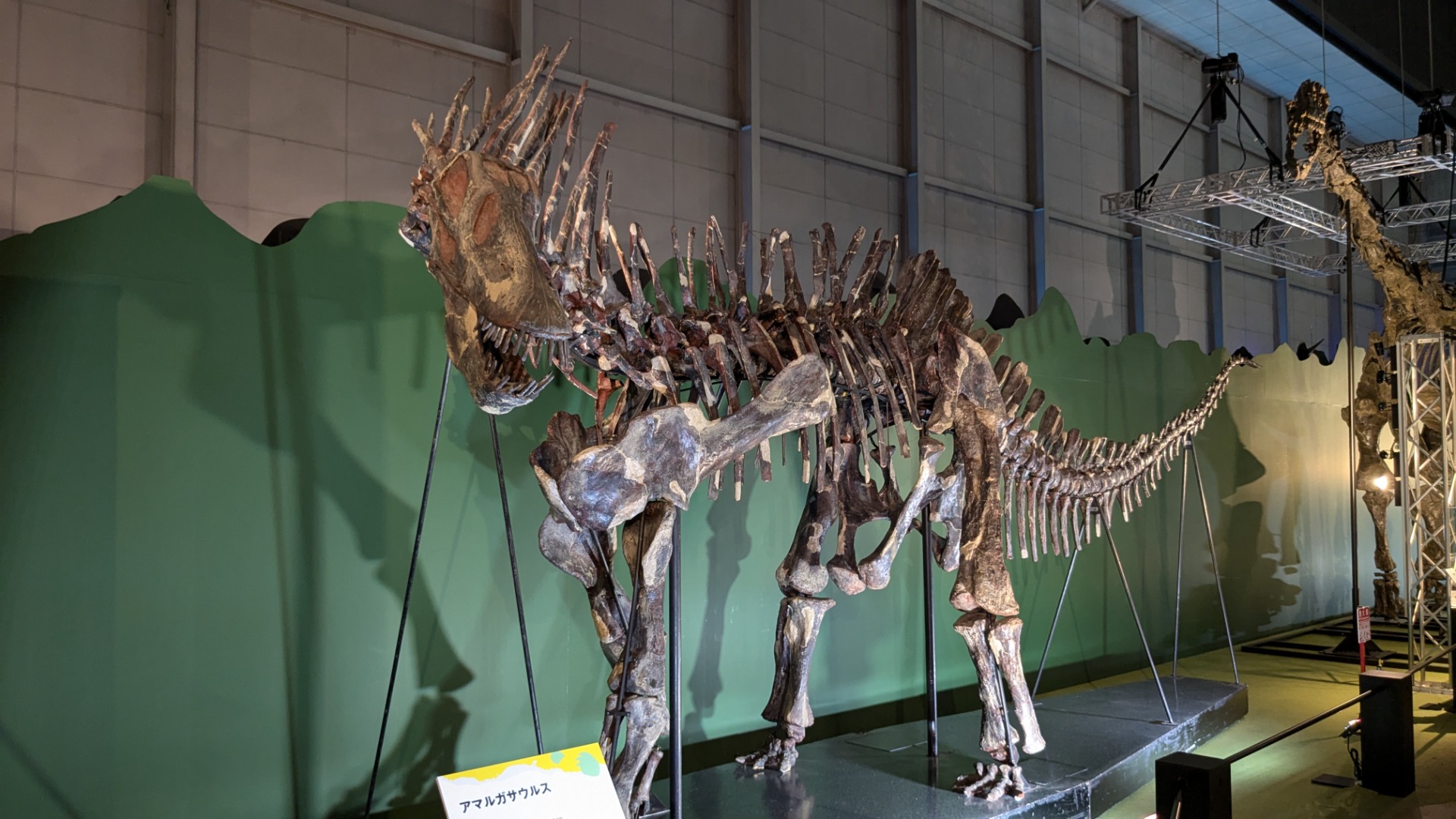 アマルガサウルス / イベント: 巨大恐竜展の写真