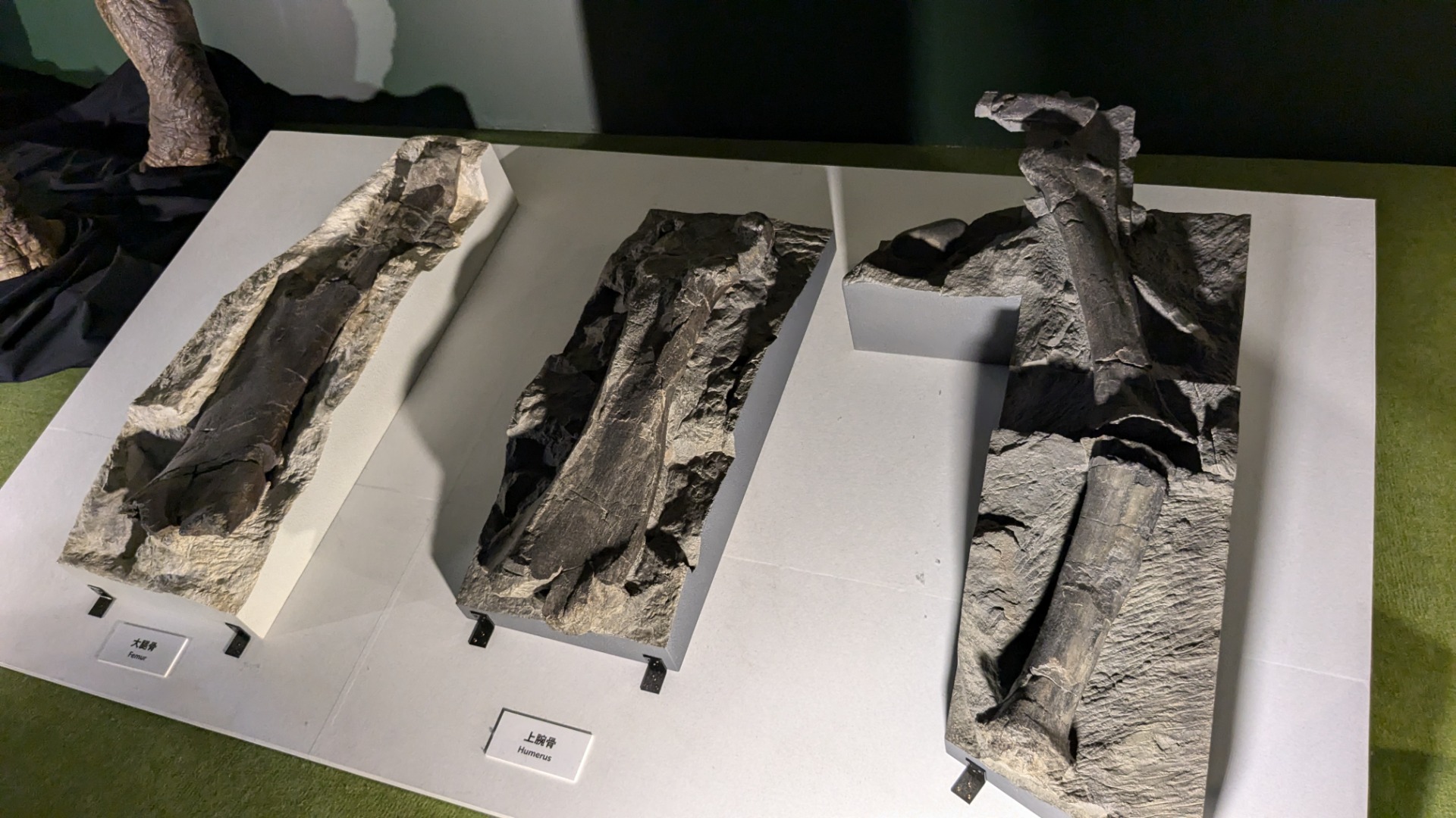 フクイティタン / イベント: 巨大恐竜展の写真