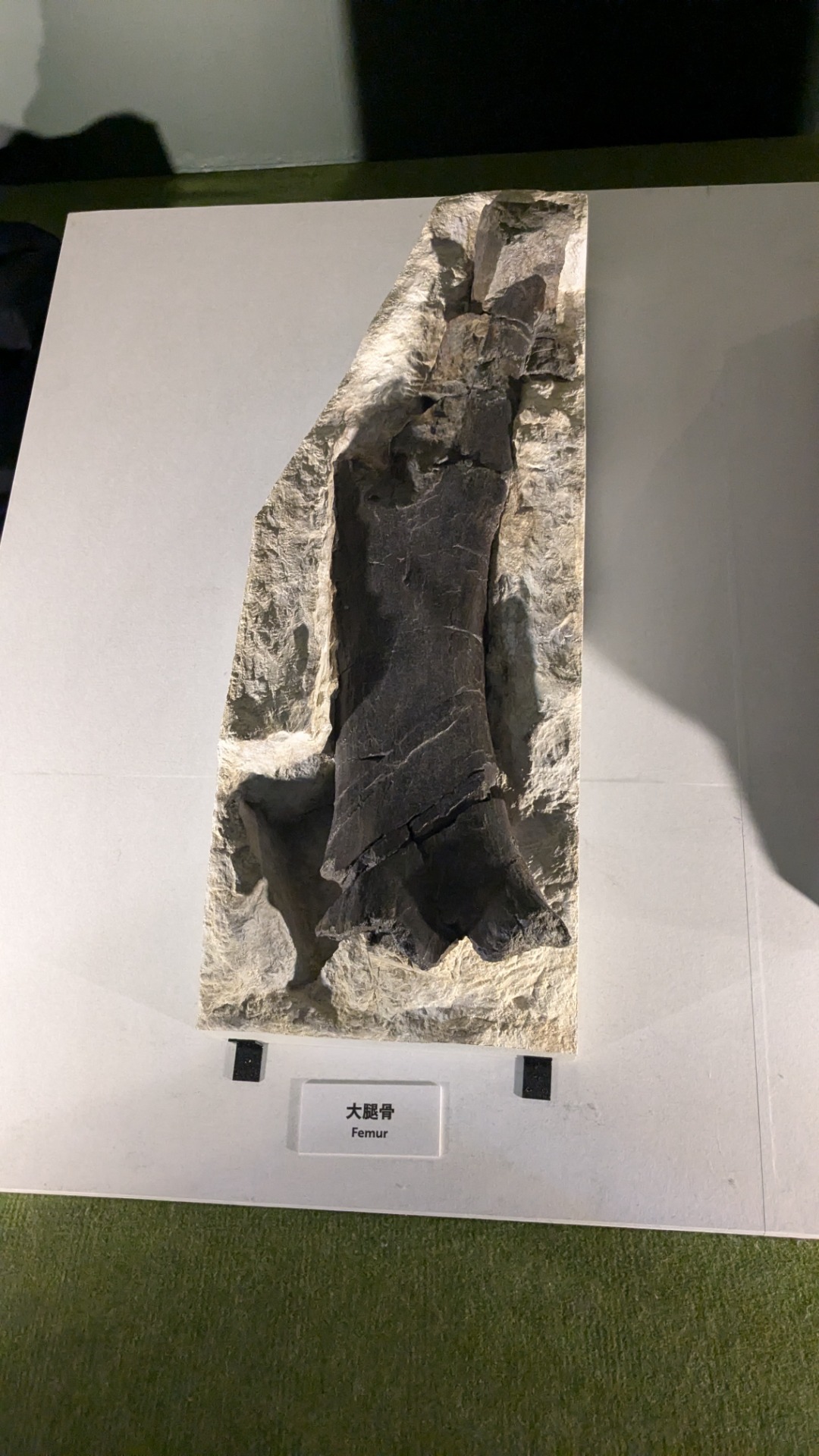 フクイティタン / イベント: 巨大恐竜展の写真