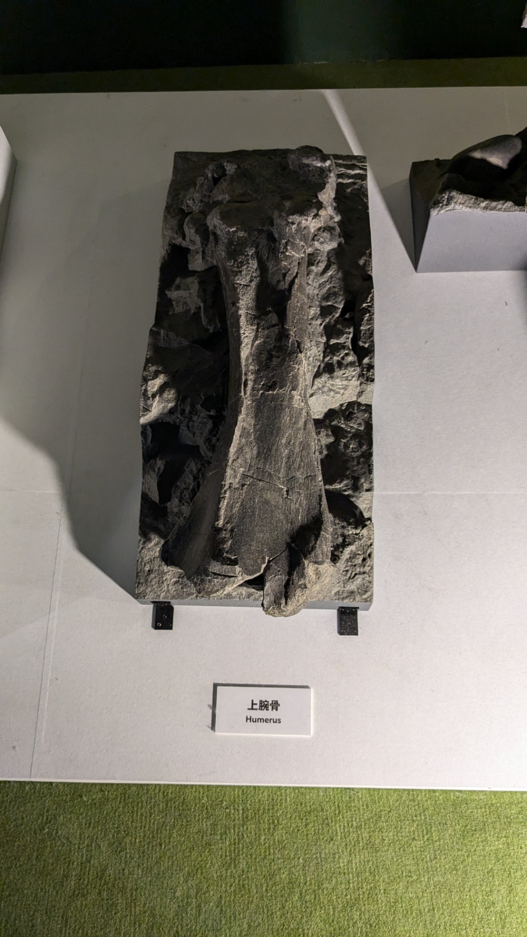 フクイティタン / イベント: 巨大恐竜展の写真