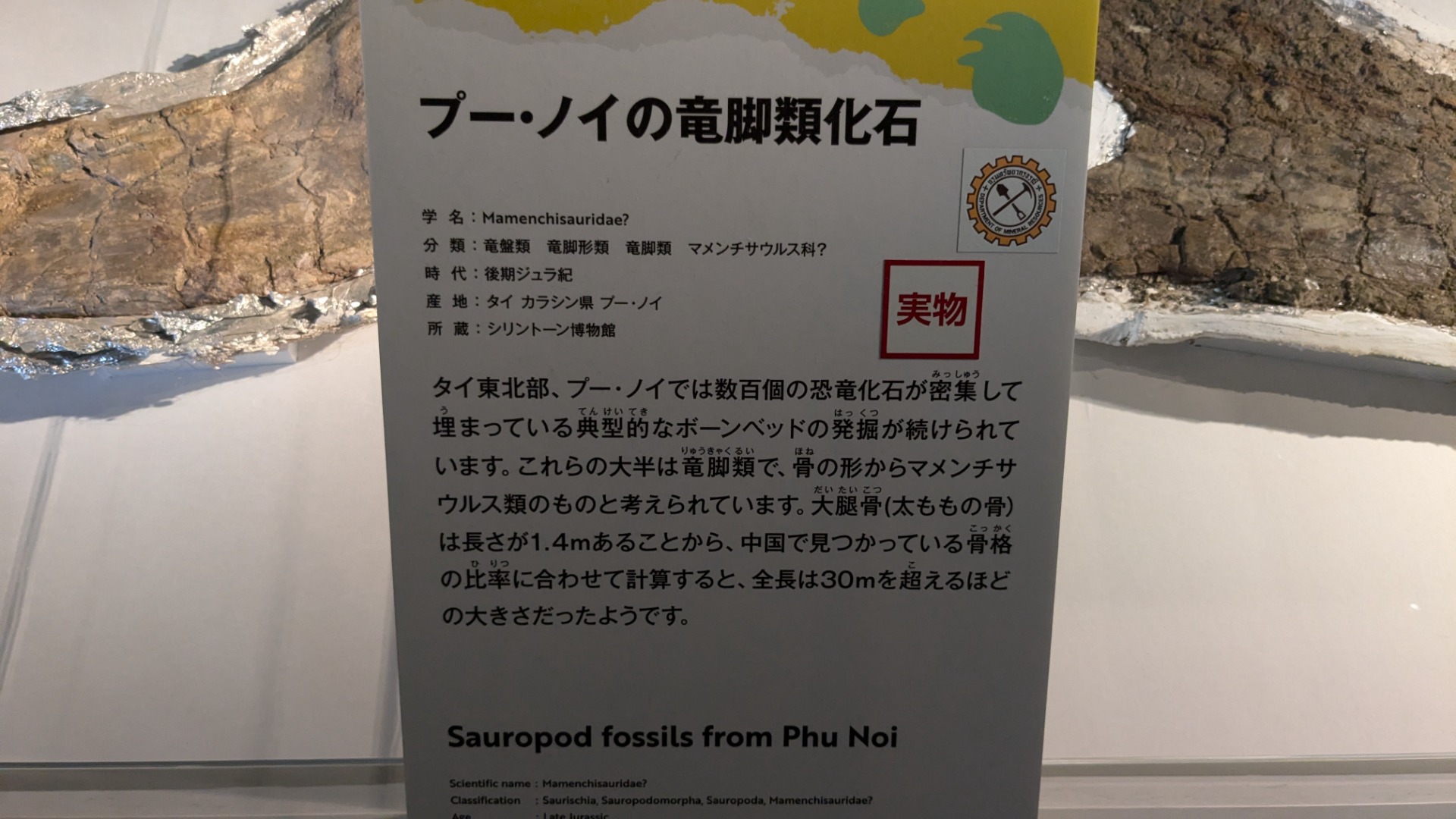 マメンチサウルス科 / イベント: 巨大恐竜展の写真