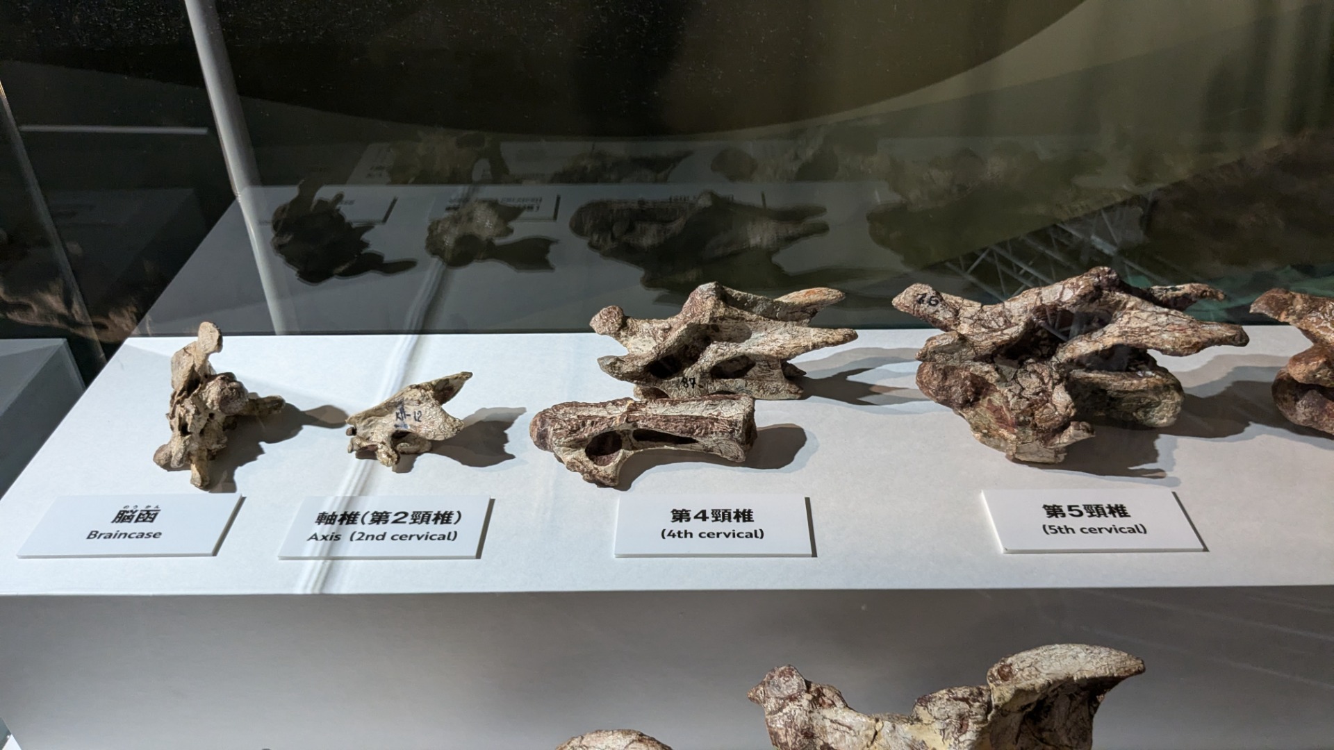 プウィアンゴサウルス / イベント: 巨大恐竜展の写真