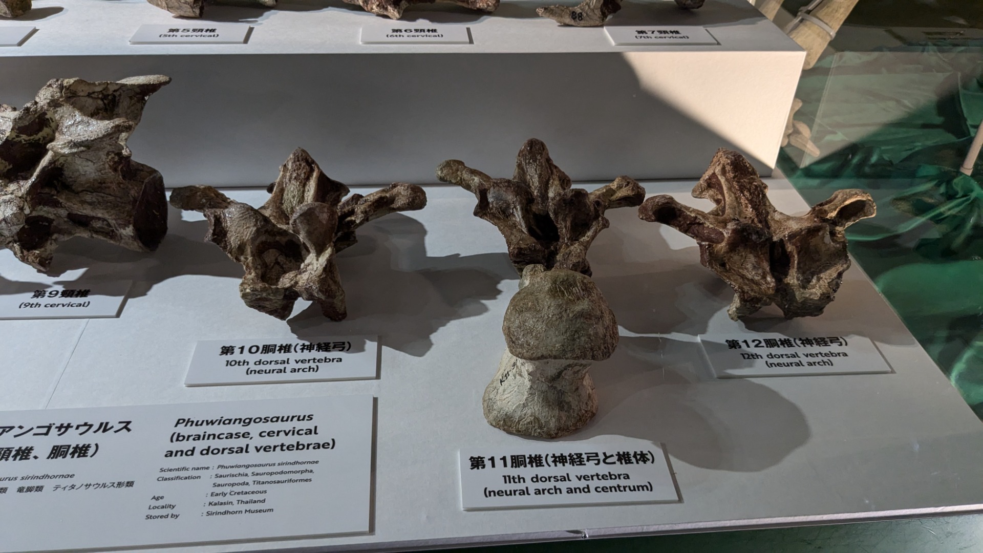プウィアンゴサウルス / イベント: 巨大恐竜展の写真