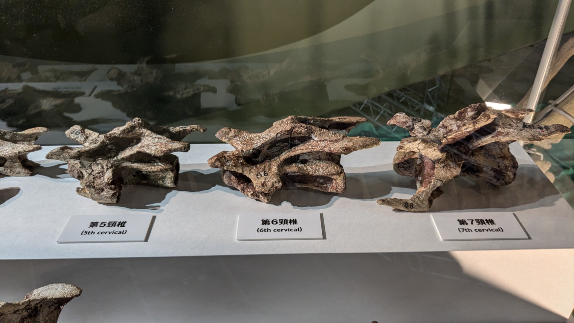 プウィアンゴサウルス / イベント: 巨大恐竜展の写真