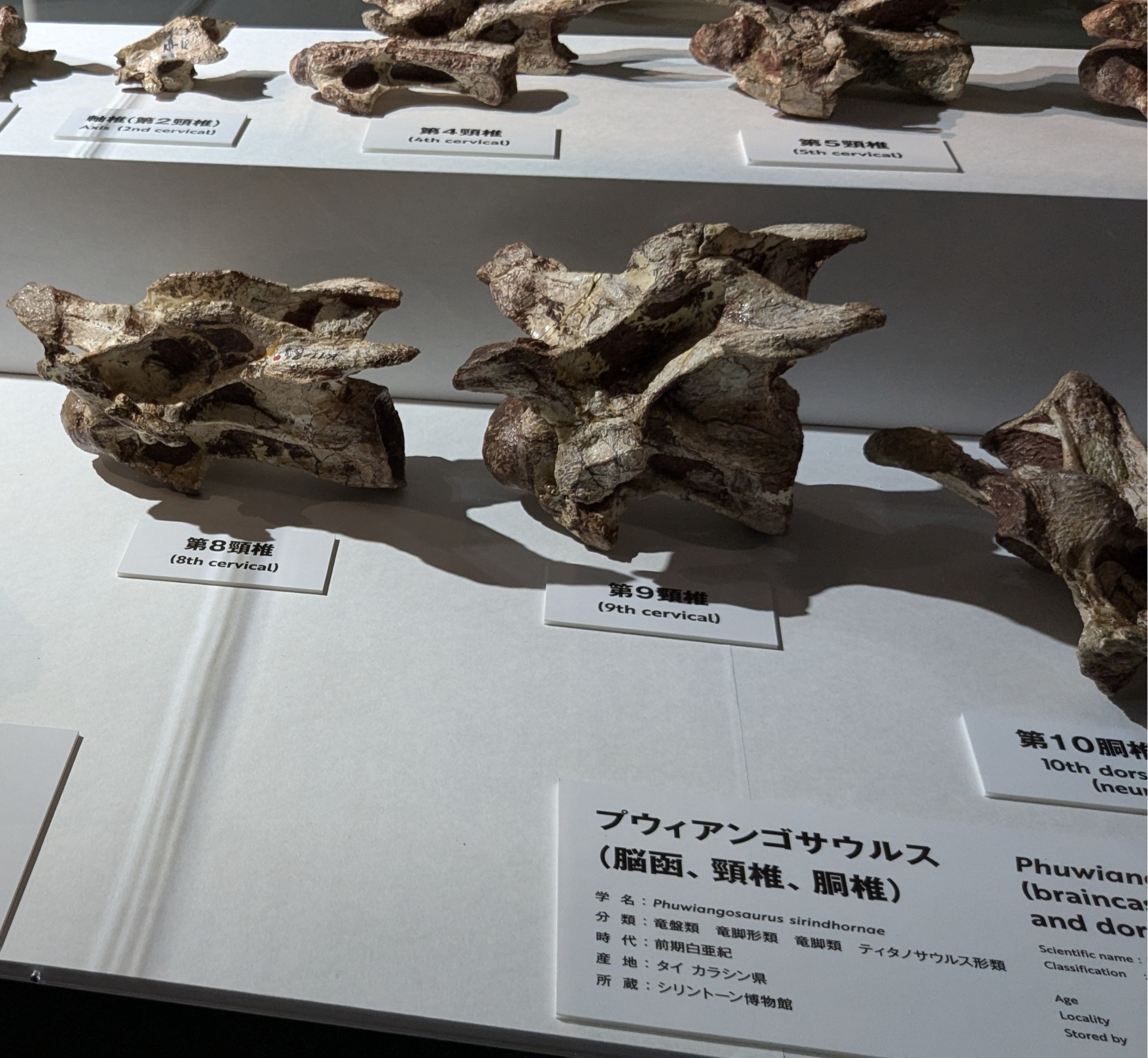 プウィアンゴサウルス / イベント: 巨大恐竜展の写真