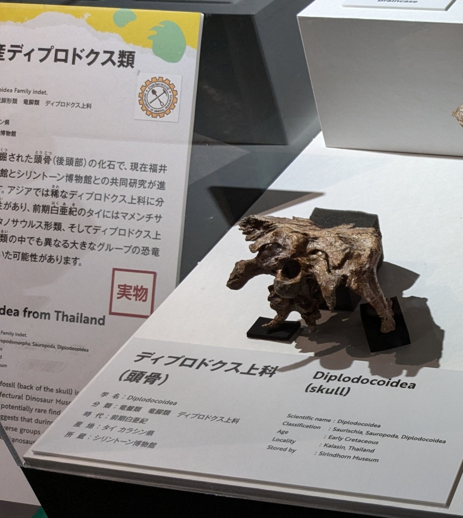 ディプロドクス上科 / イベント: 巨大恐竜展の写真