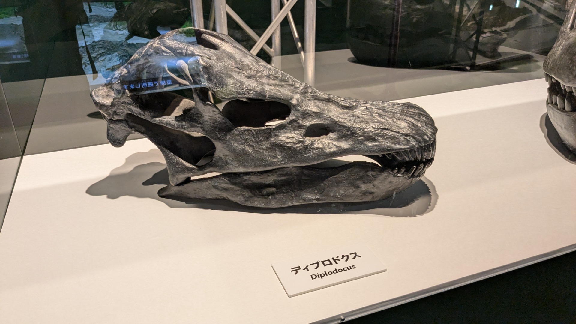 ディプロドクス / イベント: 巨大恐竜展の写真