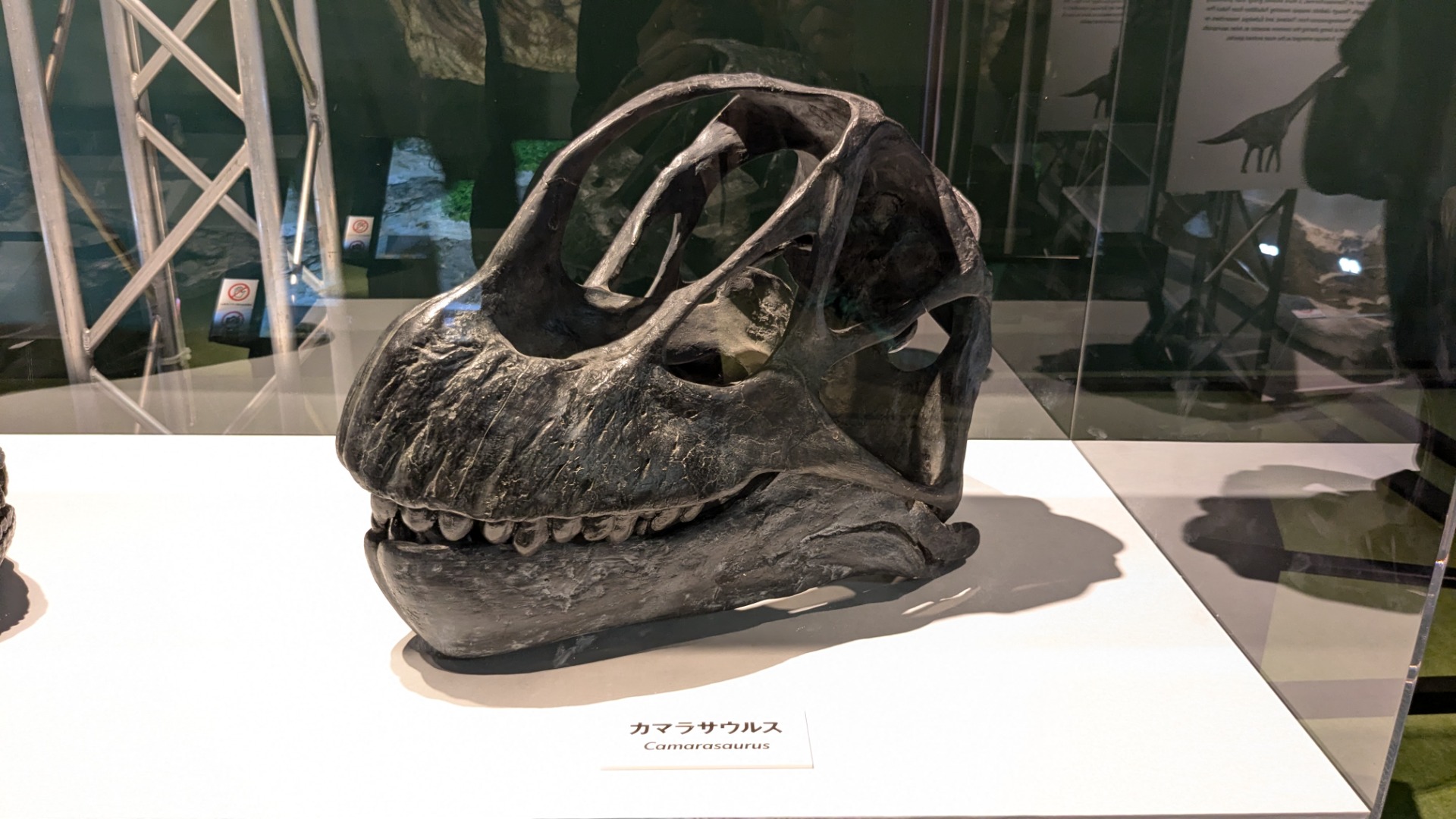 カマラサウルス / イベント: 巨大恐竜展の写真