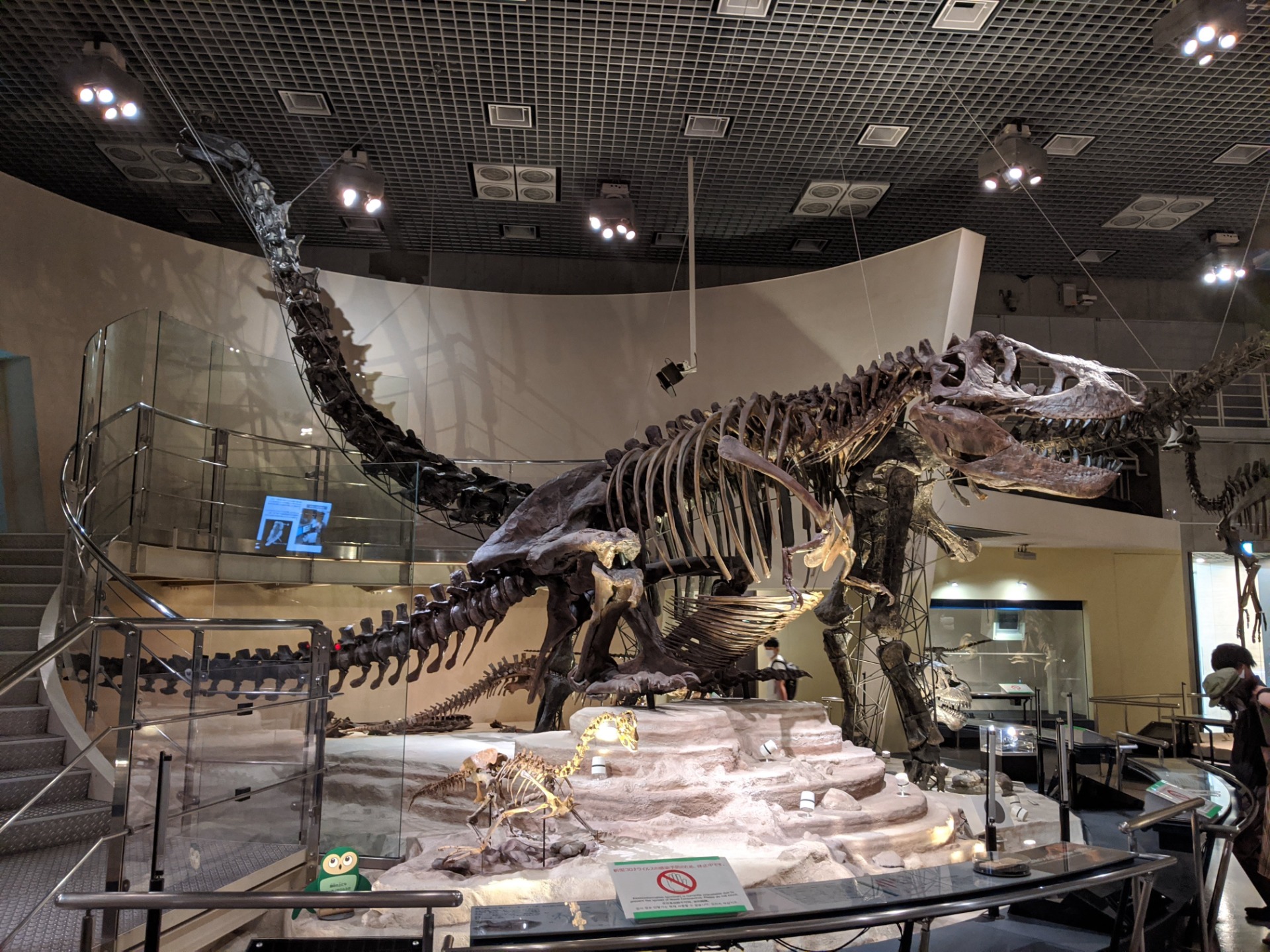 アパトサウルス / 撮影地: 国立科学博物館の写真