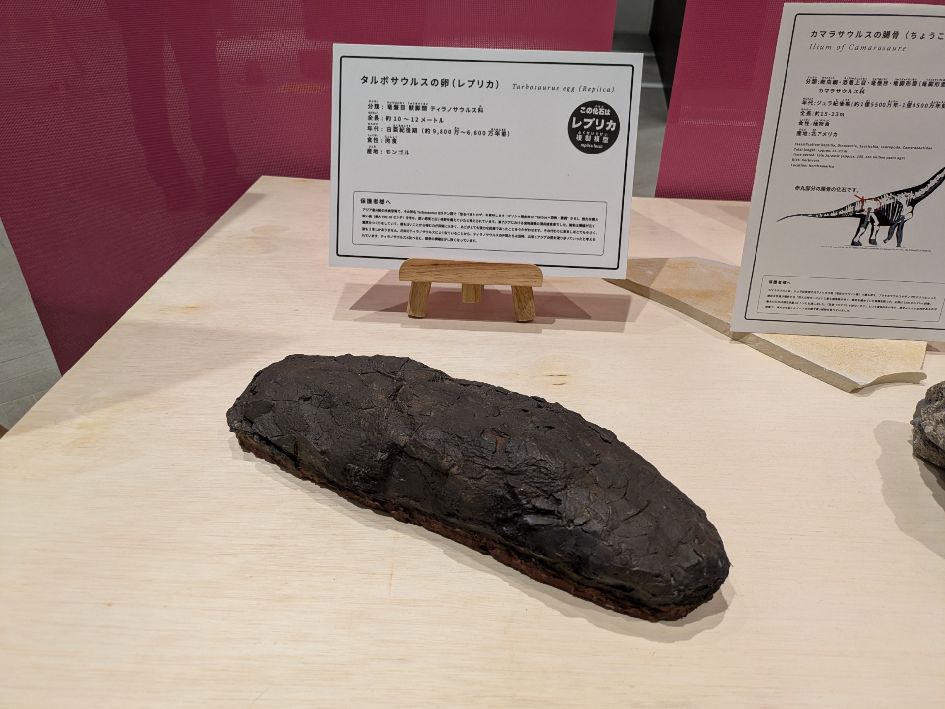 タルボサウルス / イベント: YAESU KIDS EXPO 2026 ダイナソーラボの写真