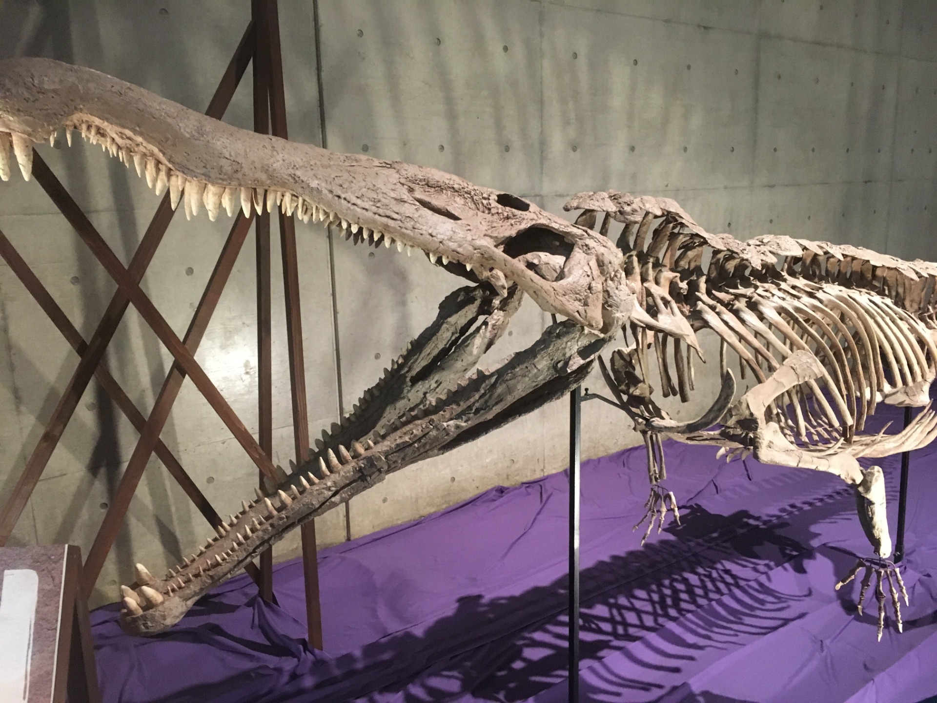レドンダサウルス / イベント: ギガ恐竜展2017 －地球の絶対王者のなぞ－の写真