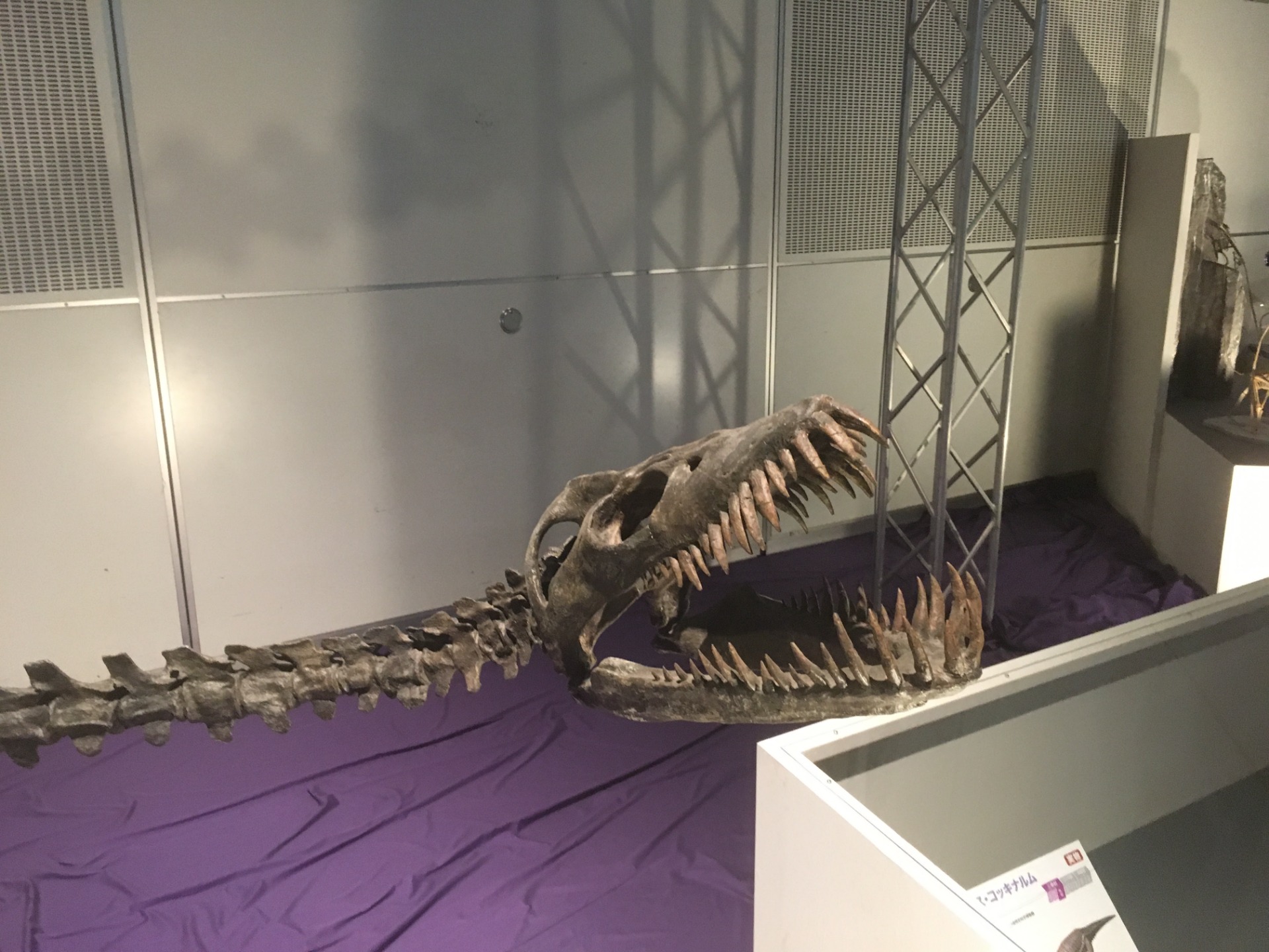 エラスモサウルス / イベント: ギガ恐竜展2017 －地球の絶対王者のなぞ－の写真