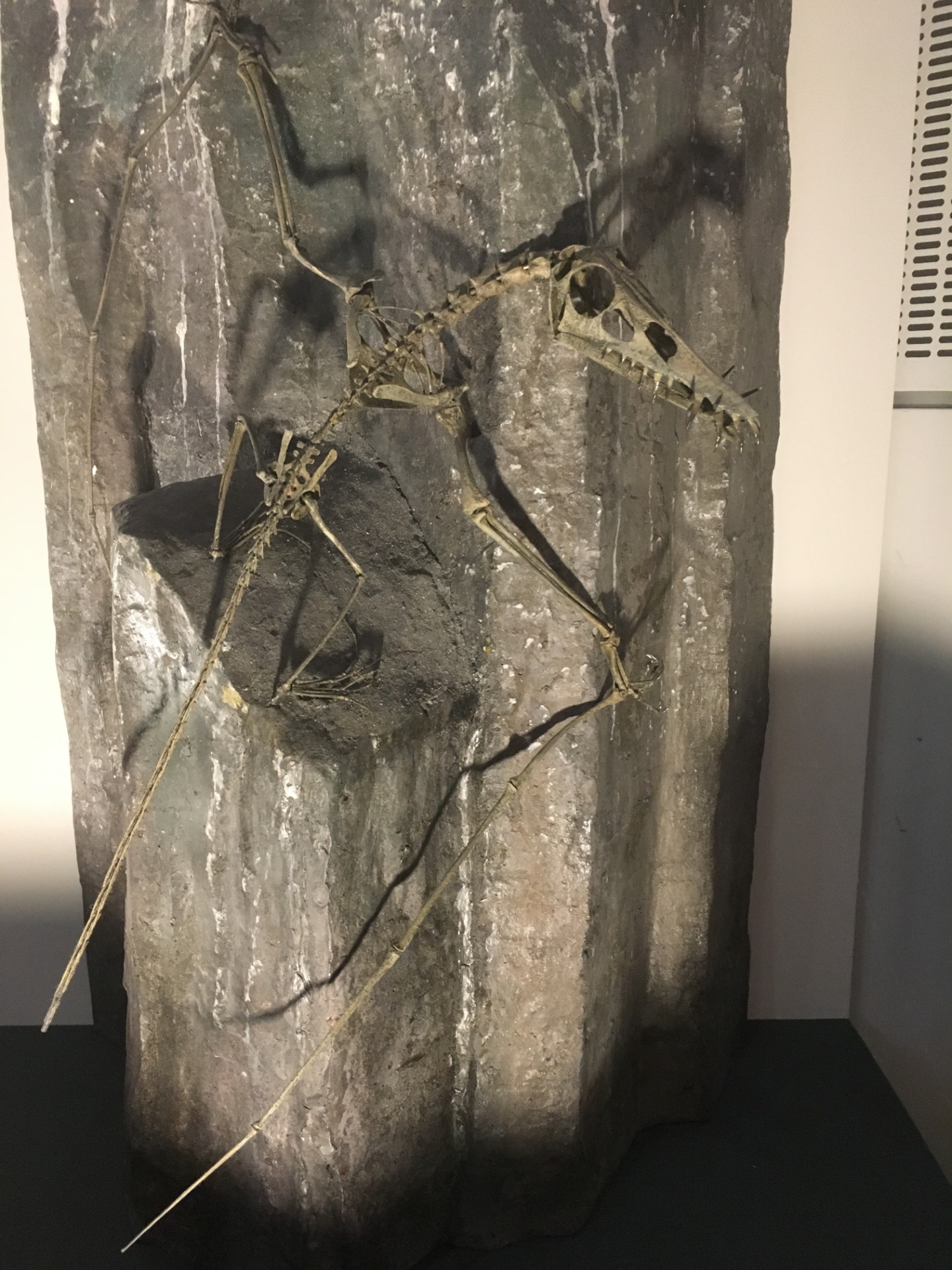 Rhamphocephalus / イベント: ギガ恐竜展2017 －地球の絶対王者のなぞ－の写真