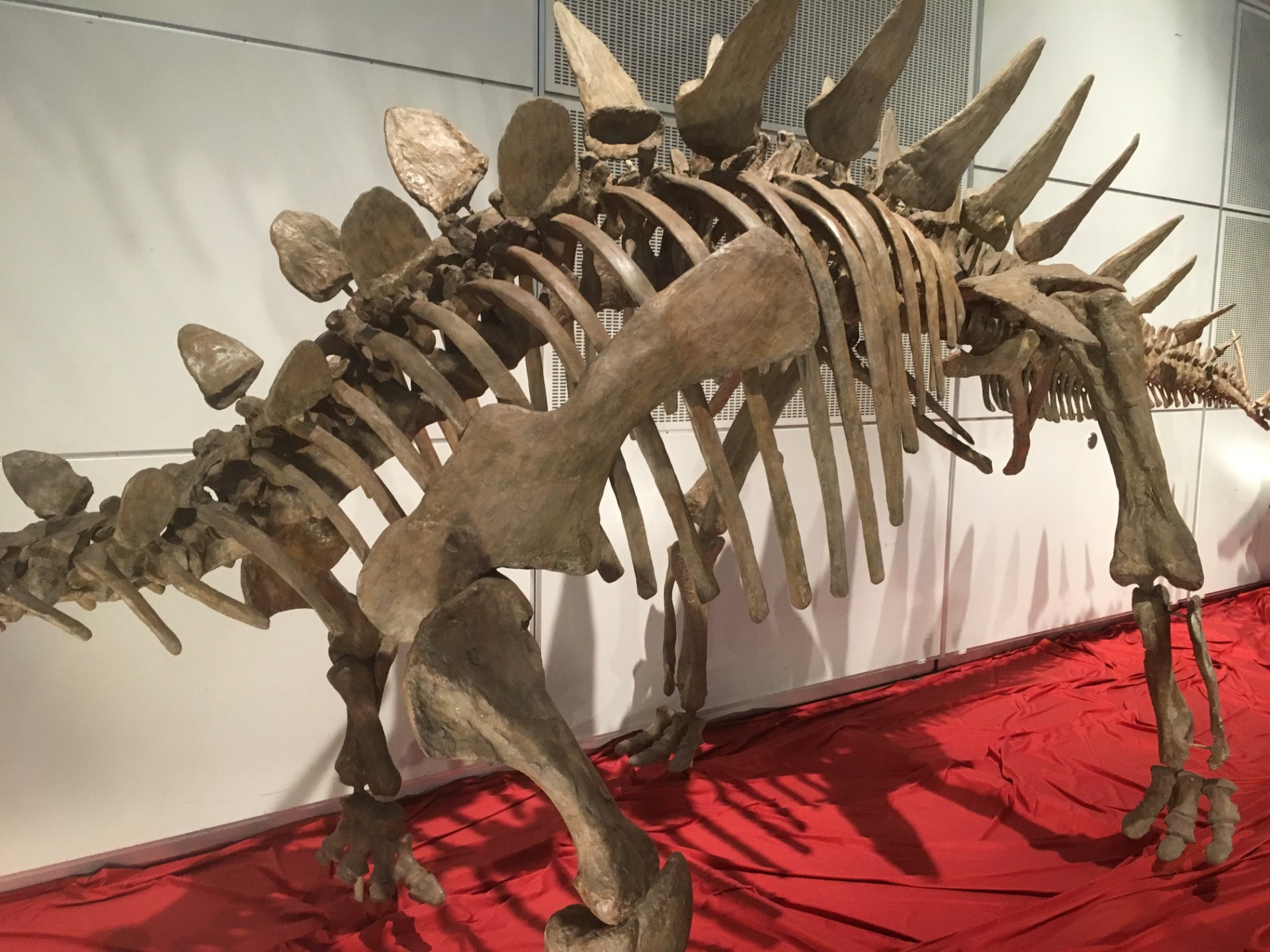 トゥオジャンゴサウルス / イベント: ギガ恐竜展2017 －地球の絶対王者のなぞ－の写真