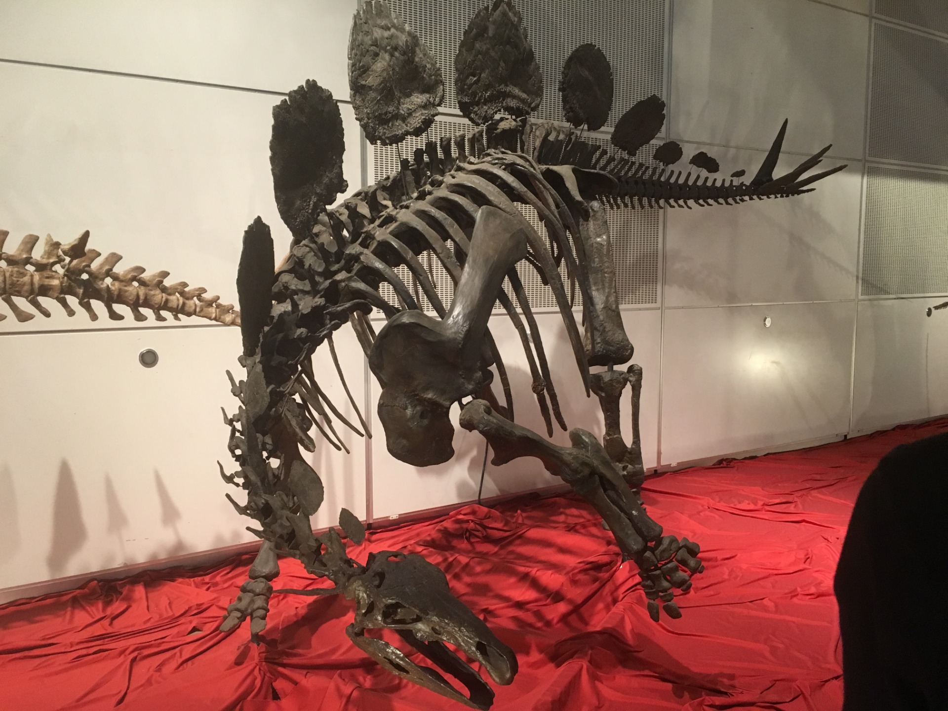 ヘスペロサウルス / イベント: ギガ恐竜展2017 －地球の絶対王者のなぞ－の写真