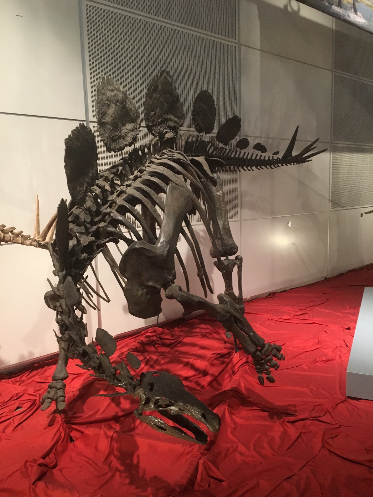ヘスペロサウルス / イベント: ギガ恐竜展2017 －地球の絶対王者のなぞ－の写真