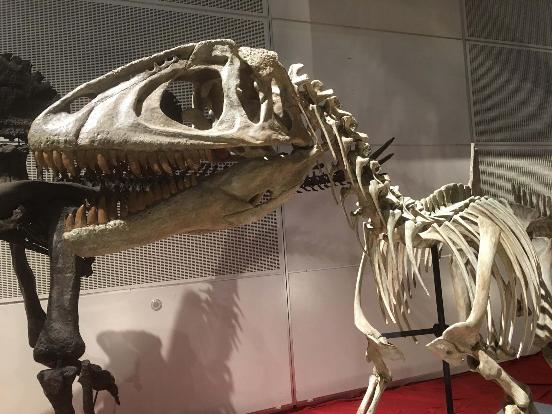 コンカヴェナトル / イベント: ギガ恐竜展2017 －地球の絶対王者のなぞ－の写真