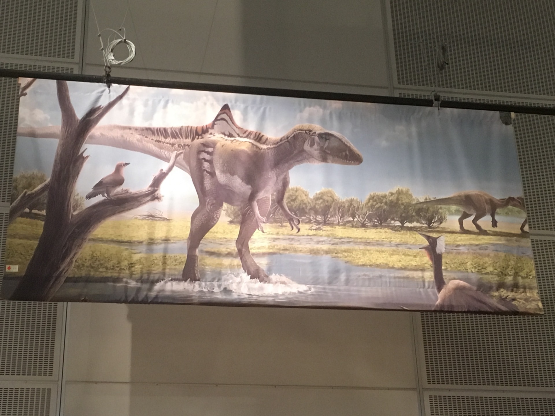 コンカヴェナトル / イベント: ギガ恐竜展2017 －地球の絶対王者のなぞ－の写真