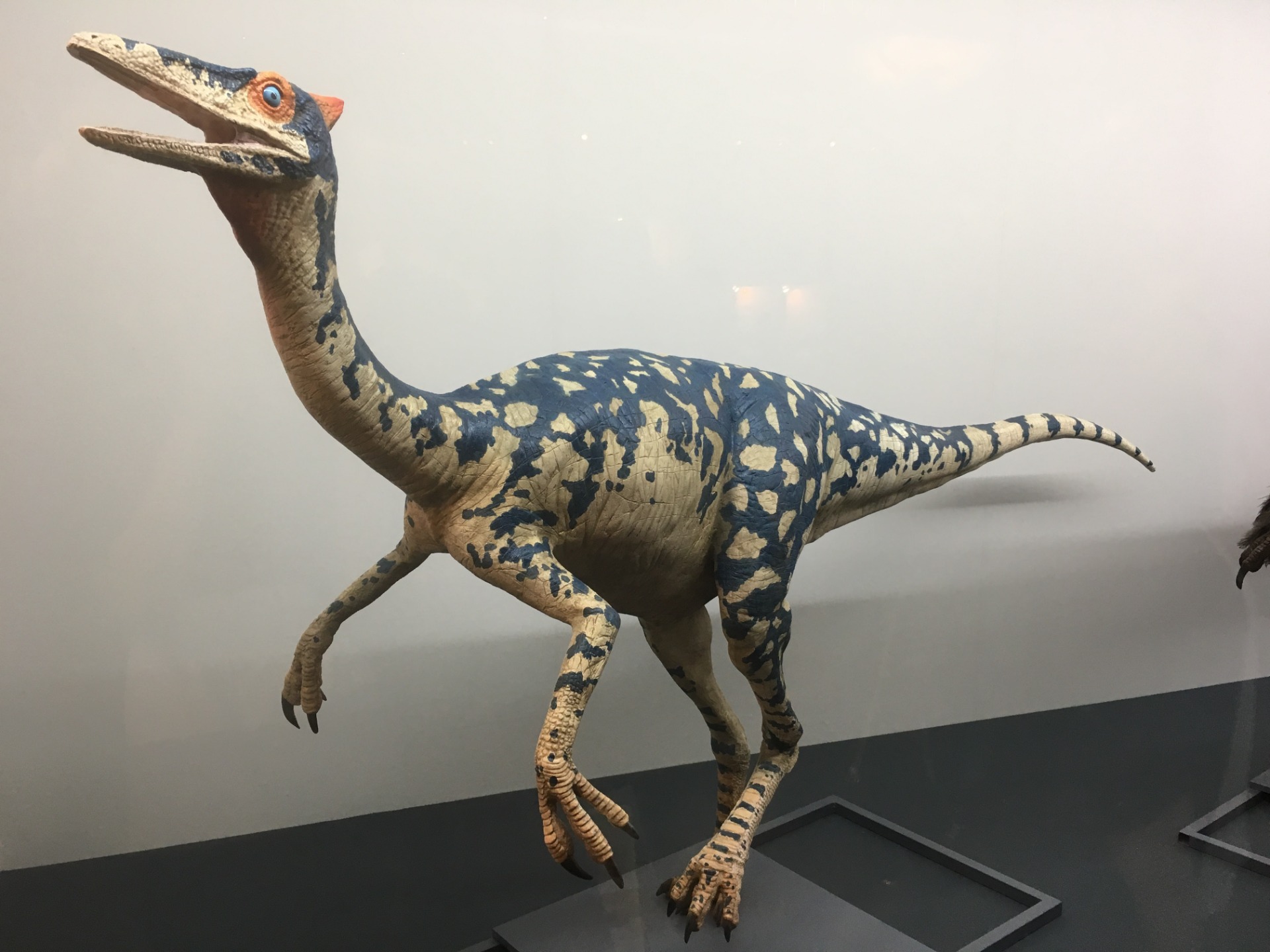 ペレカニミムス / イベント: ギガ恐竜展2017 －地球の絶対王者のなぞ－の写真